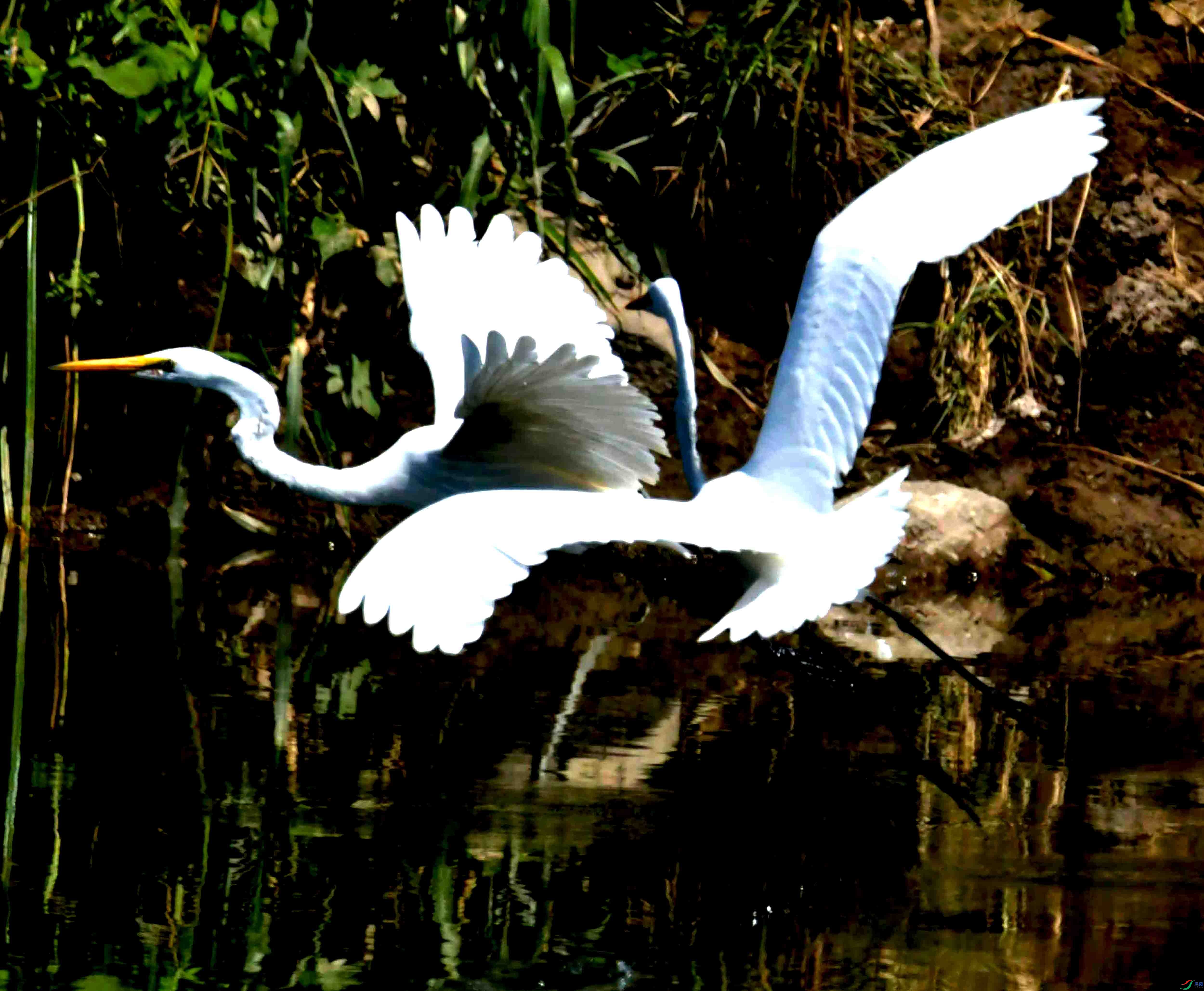 DSC_1985.JPG
