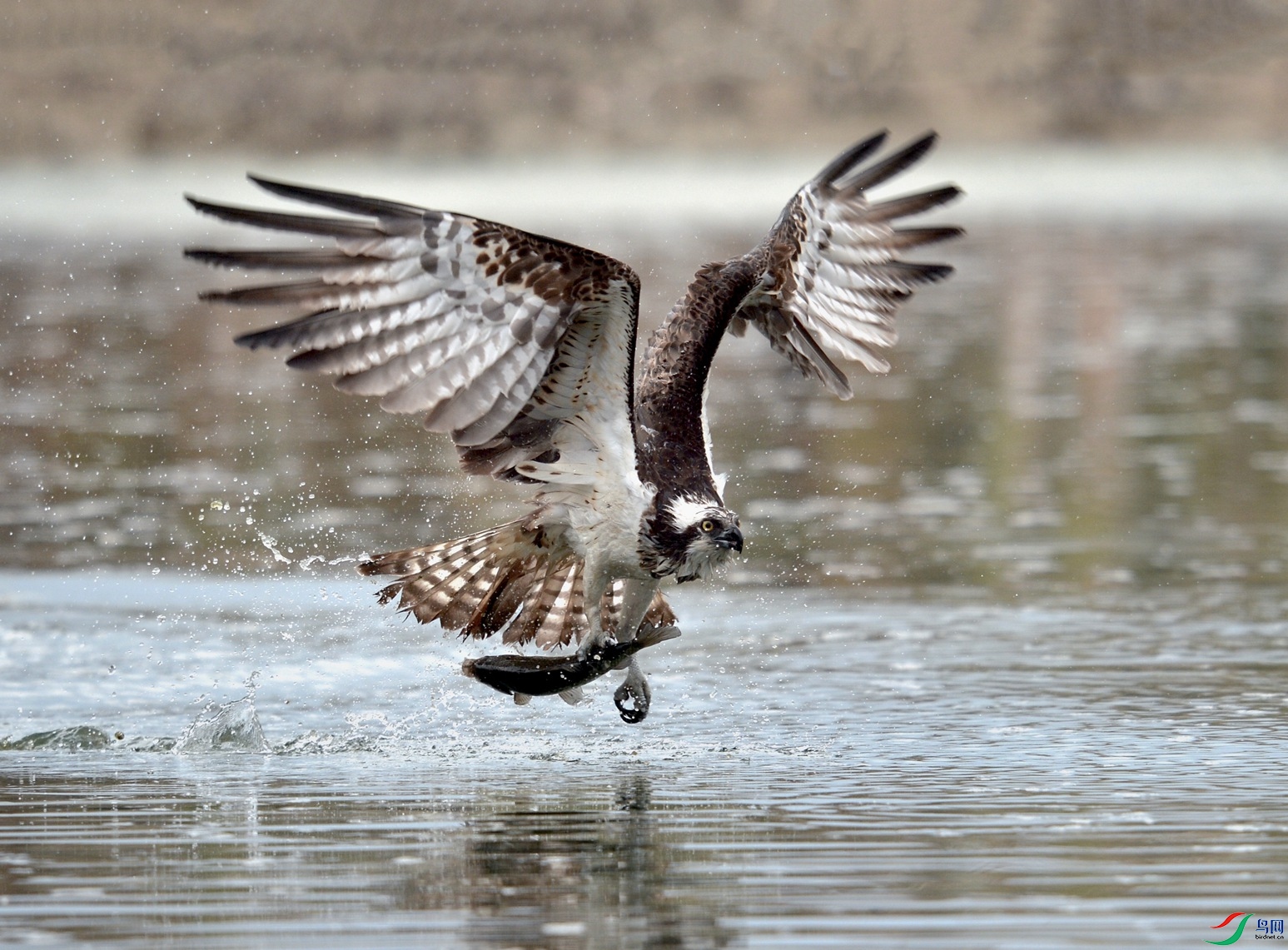 DSC_6845 - ����_����.jpg