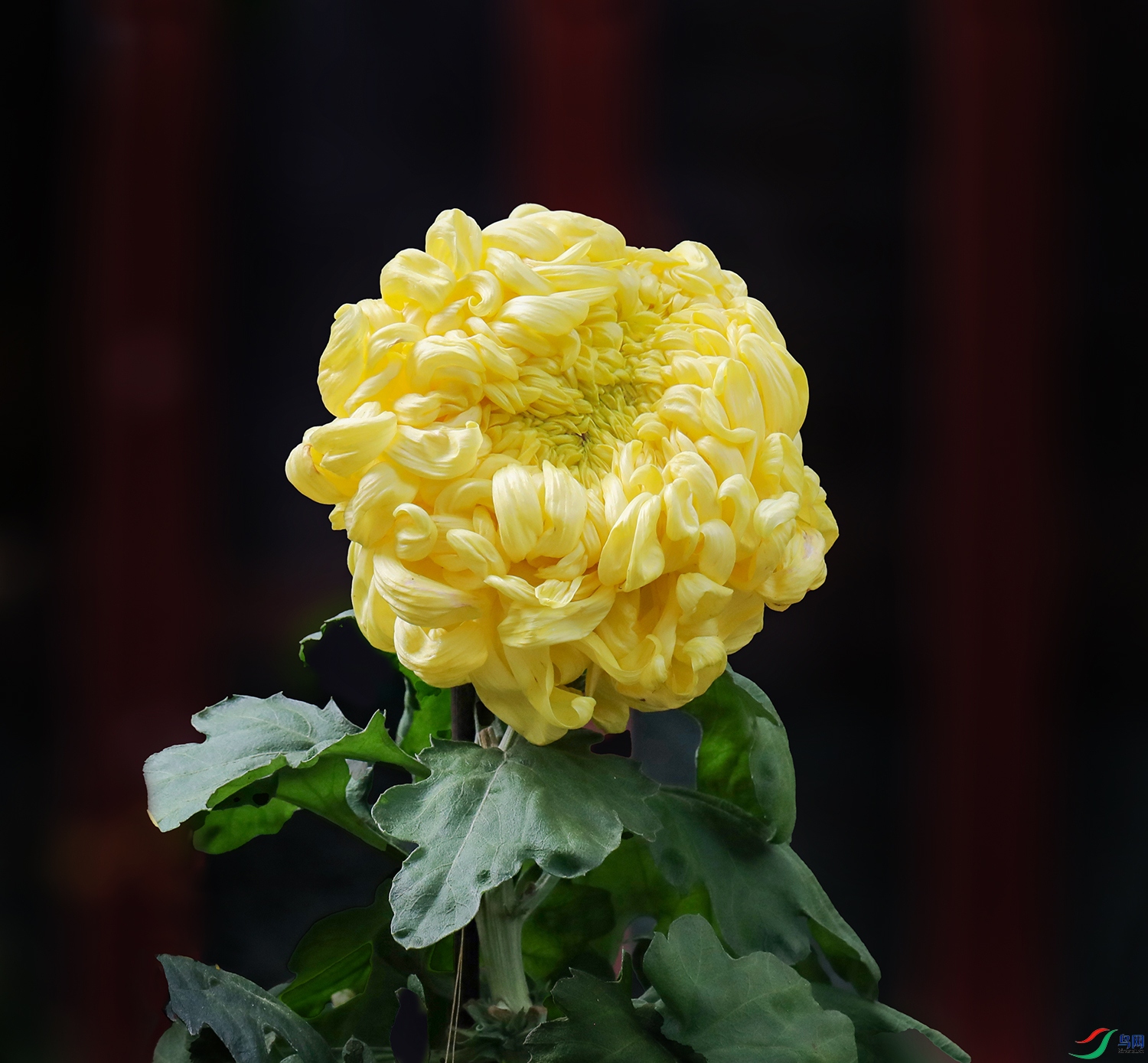 00000583A0181 ������ǿ1000k.jpg