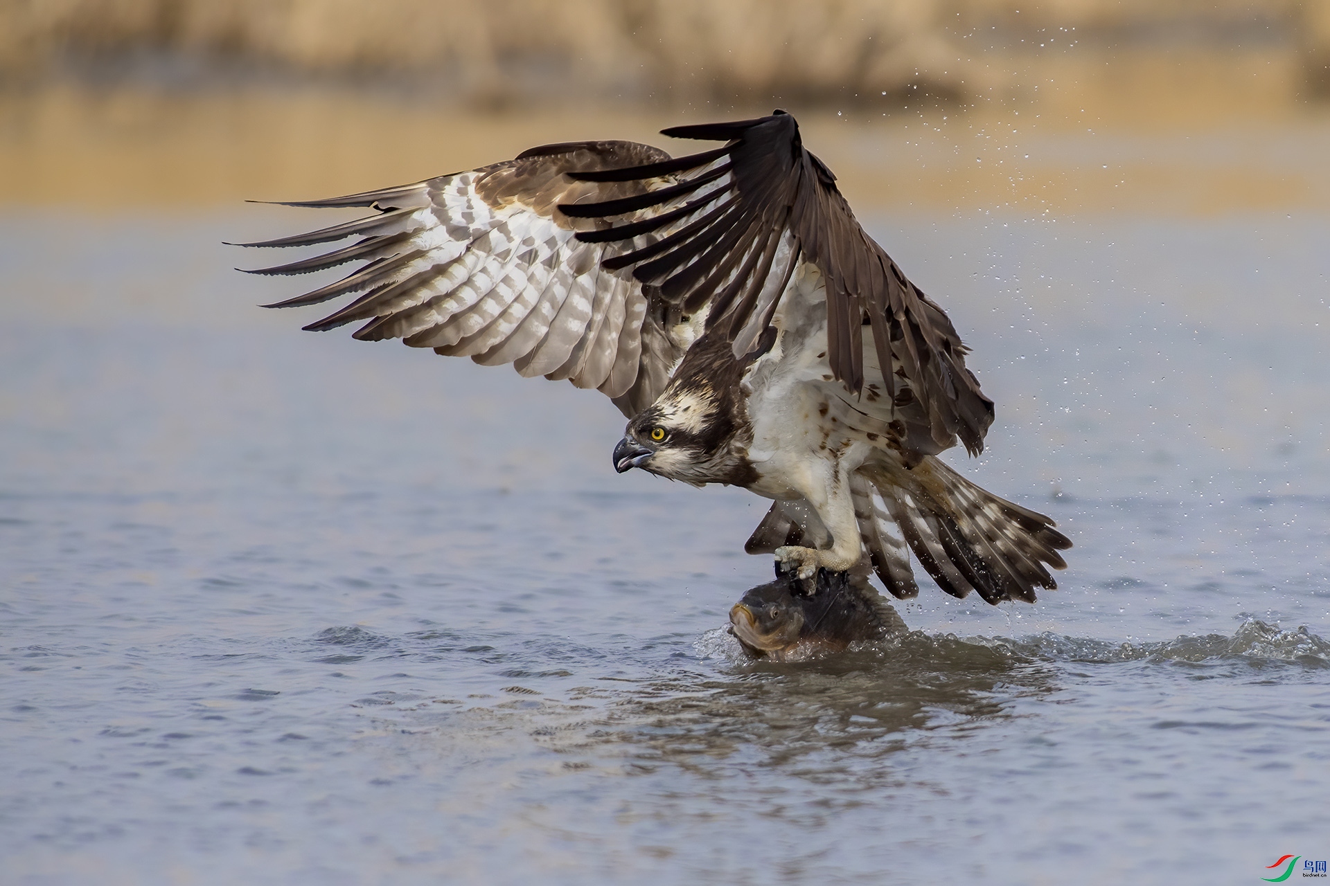 DSC_04aa37.jpg