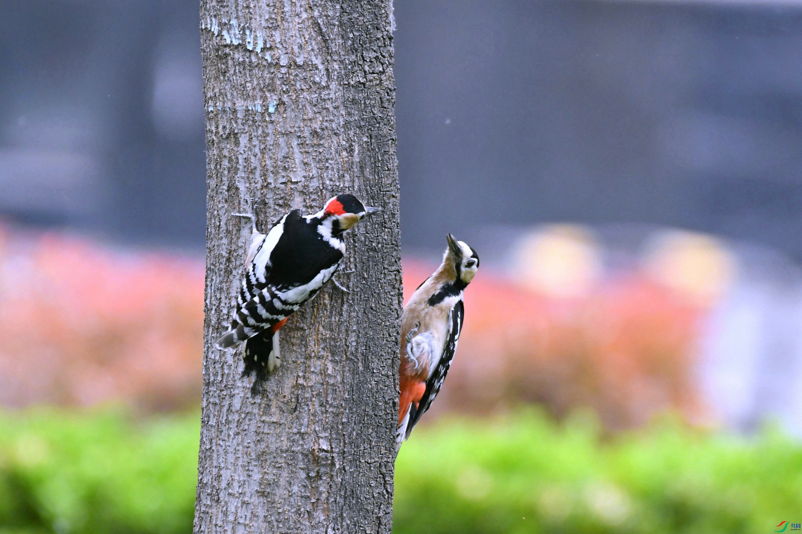 DSC_0229.JPG
