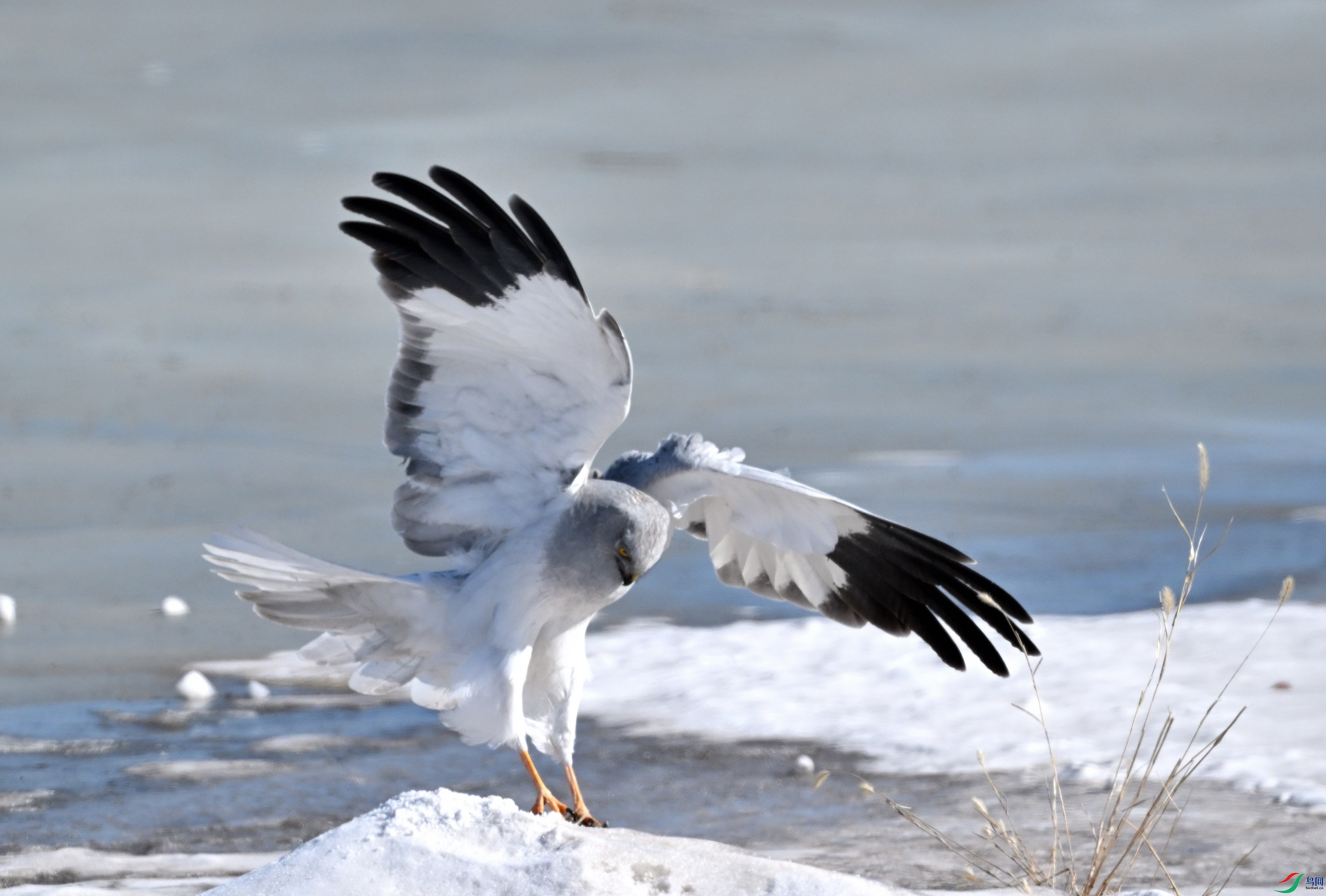 DSC_6019.JPG
