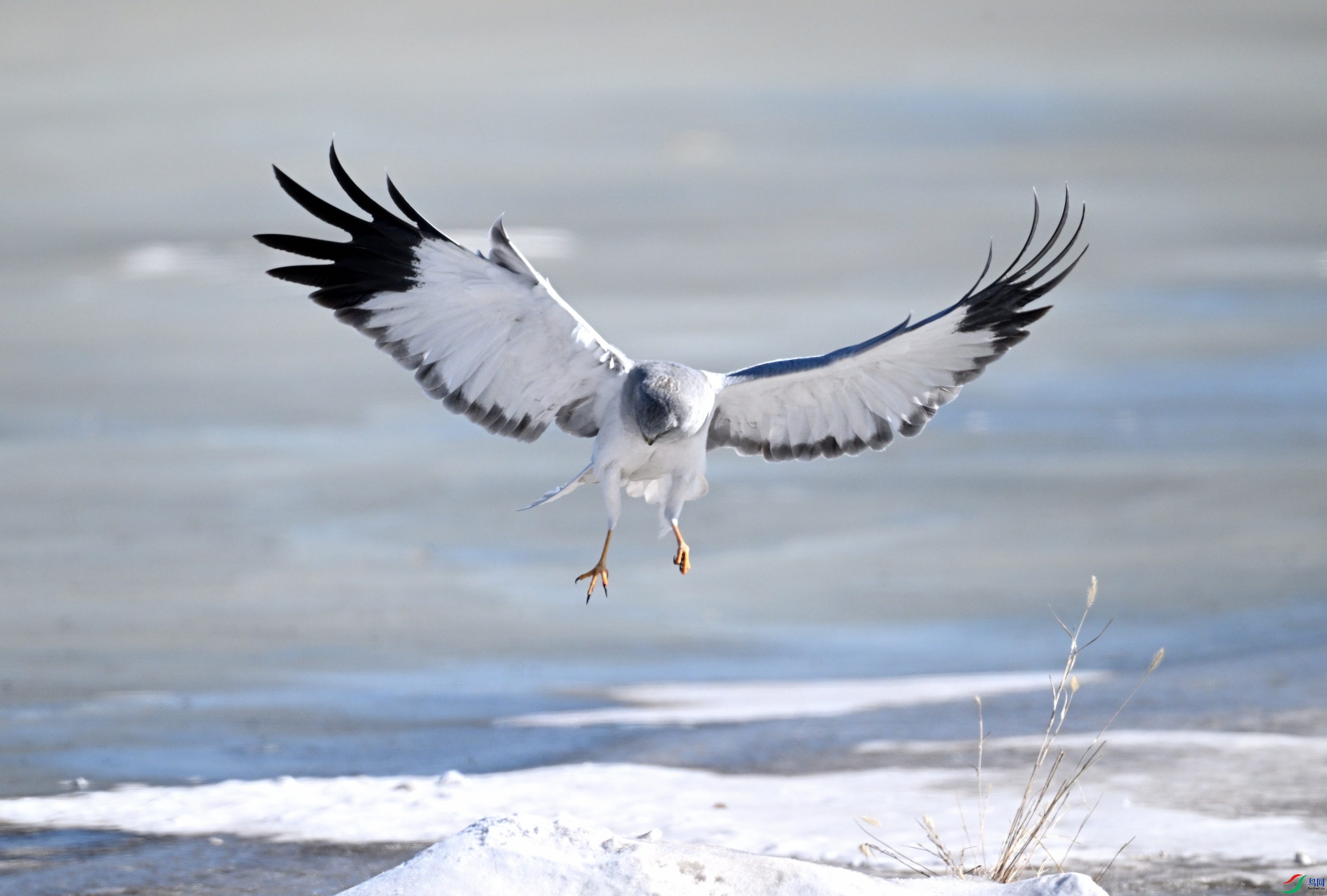 DSC_6157.JPG