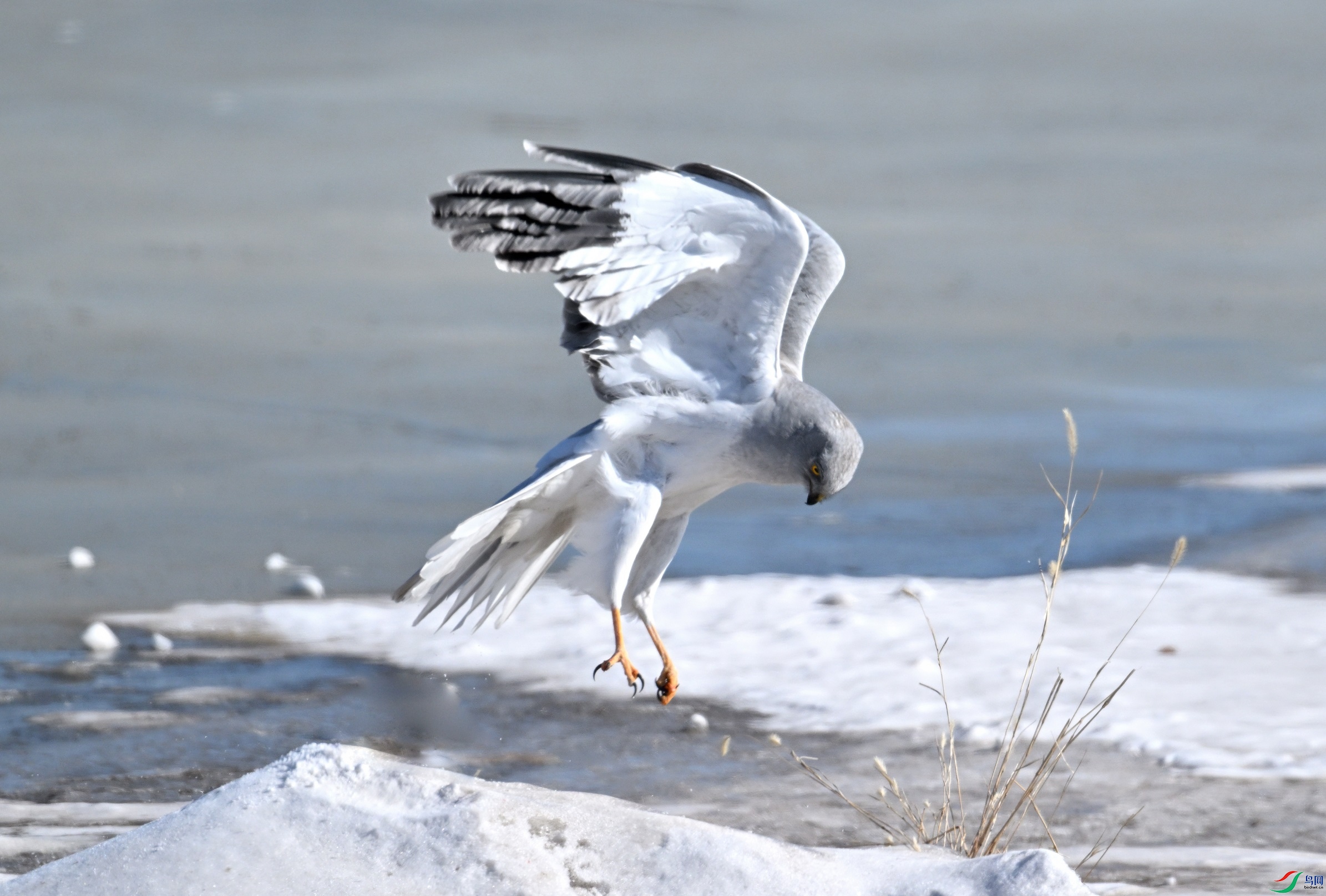 DSC_5972.JPG