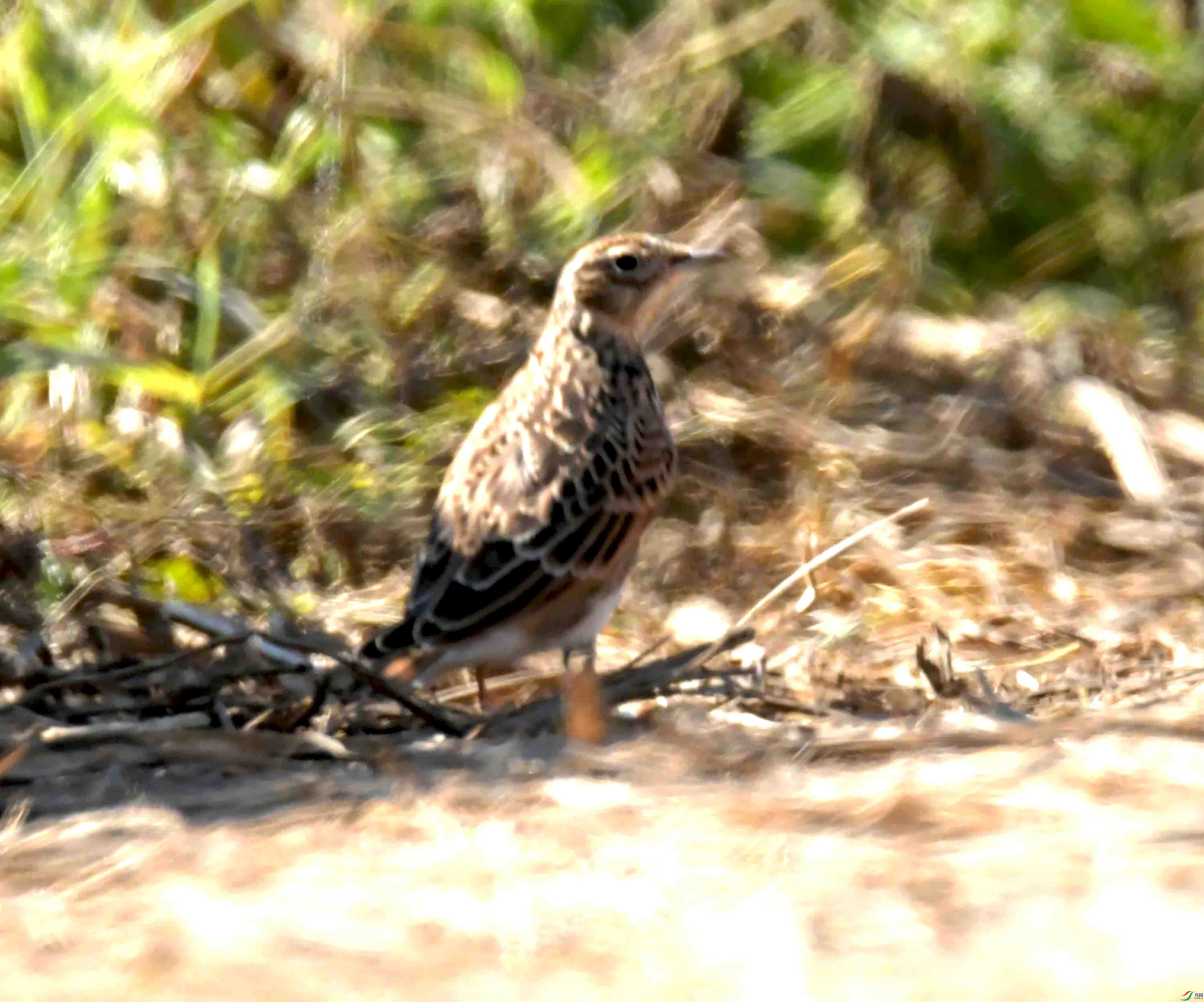 DSC_8849.JPG