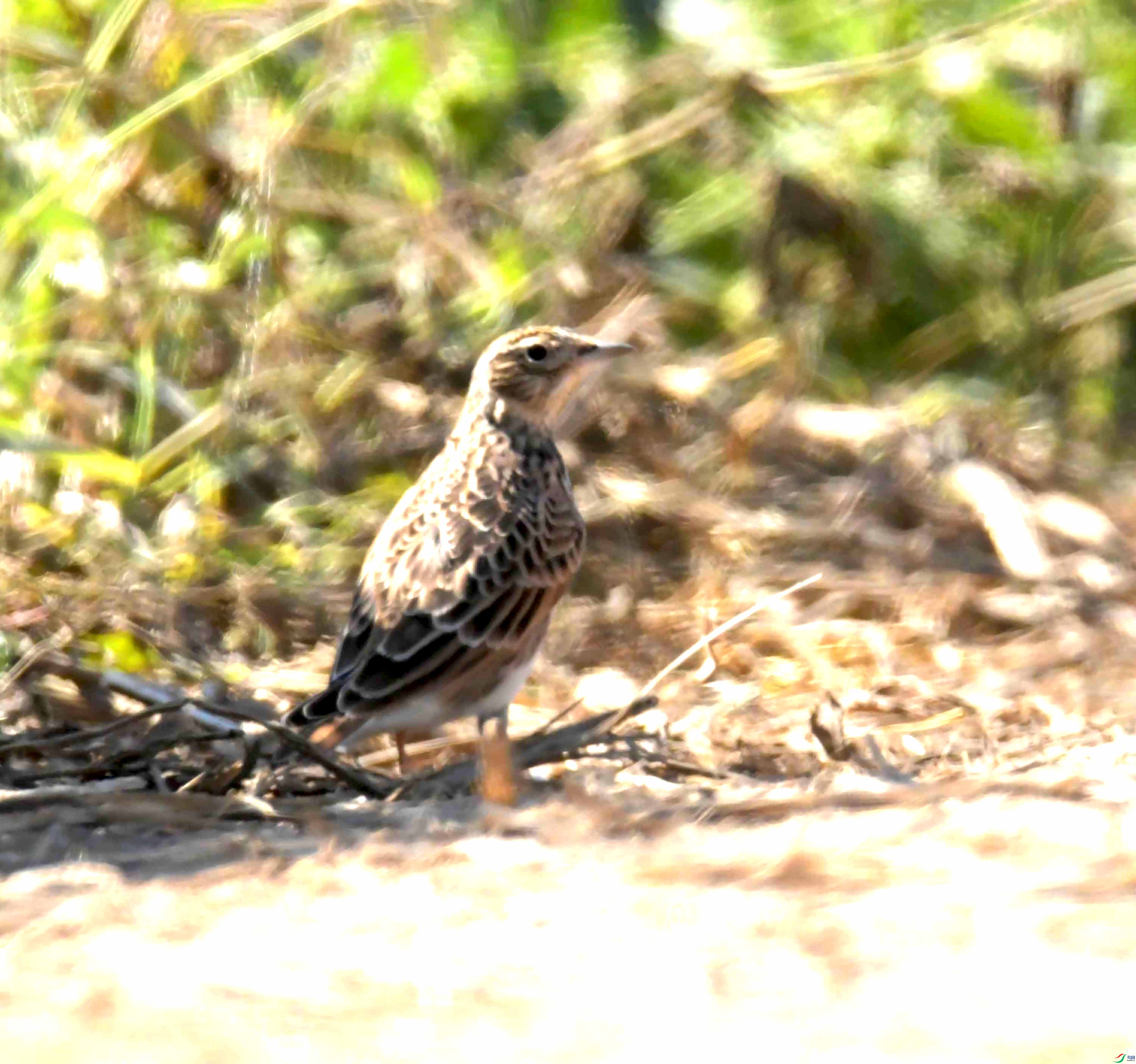 DSC_8851.JPG