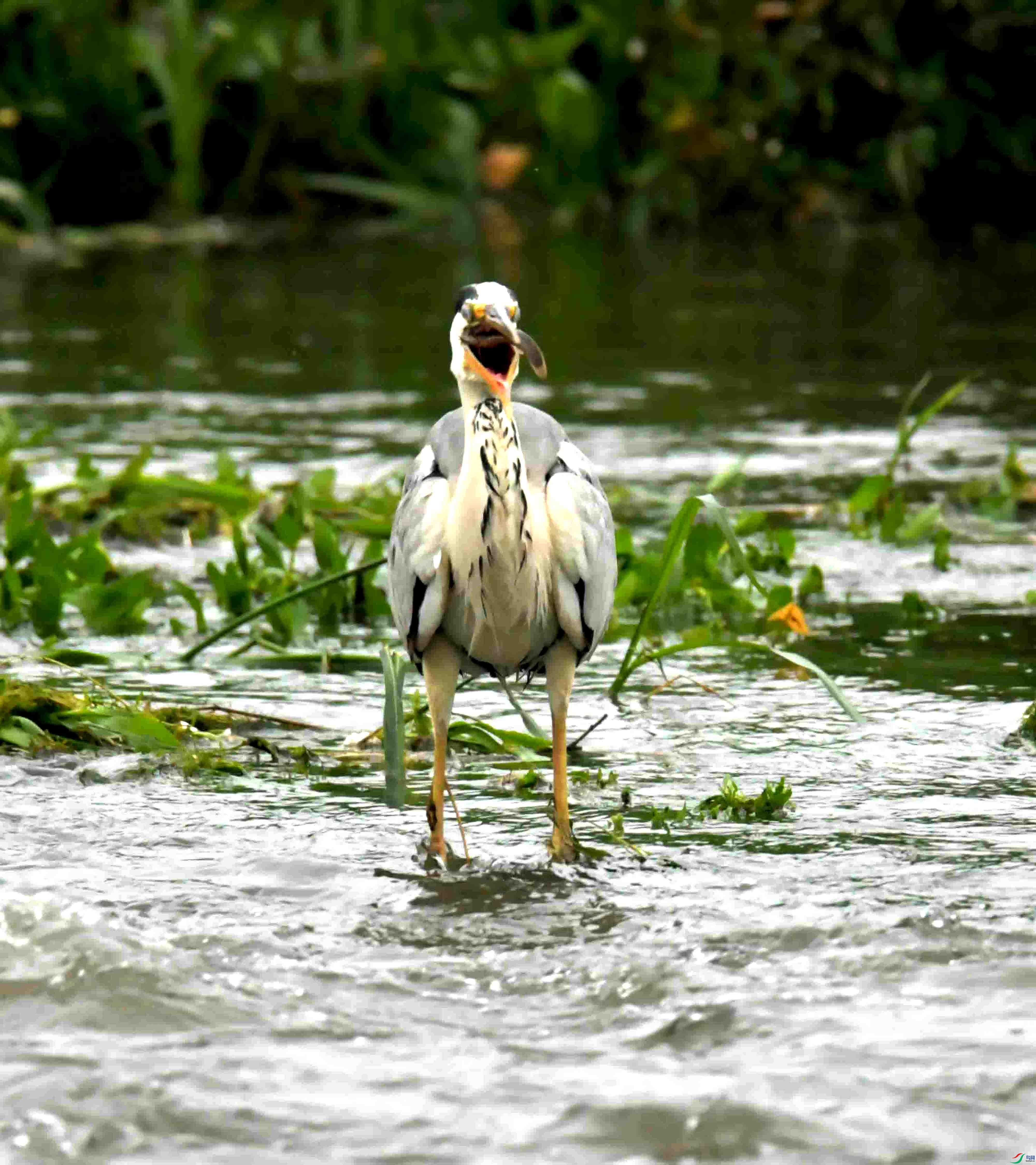 DSC_1374.JPG