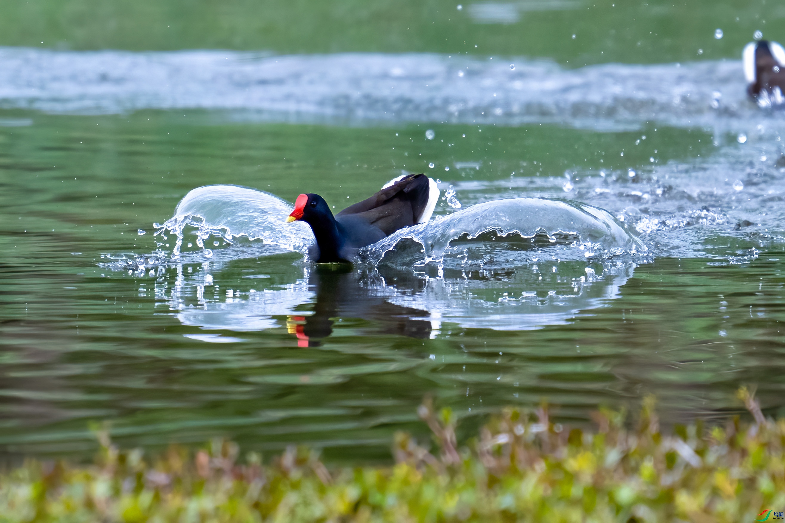 DSC_2361.jpg
