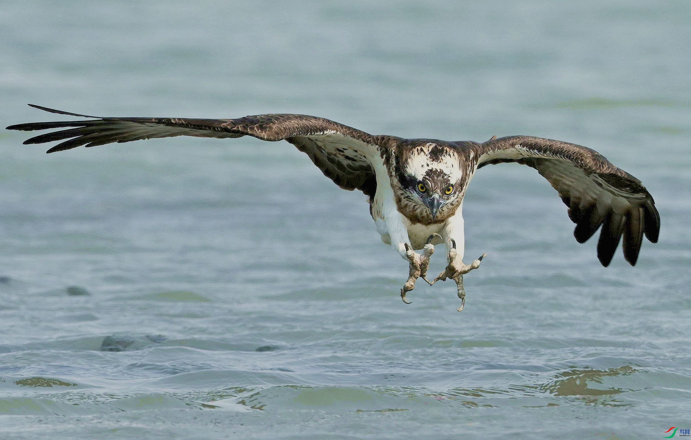 ��׼��ˮ��