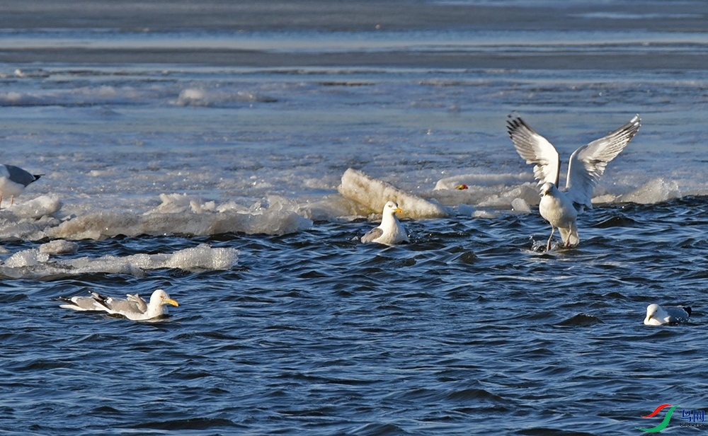 DSC_4468.jpg