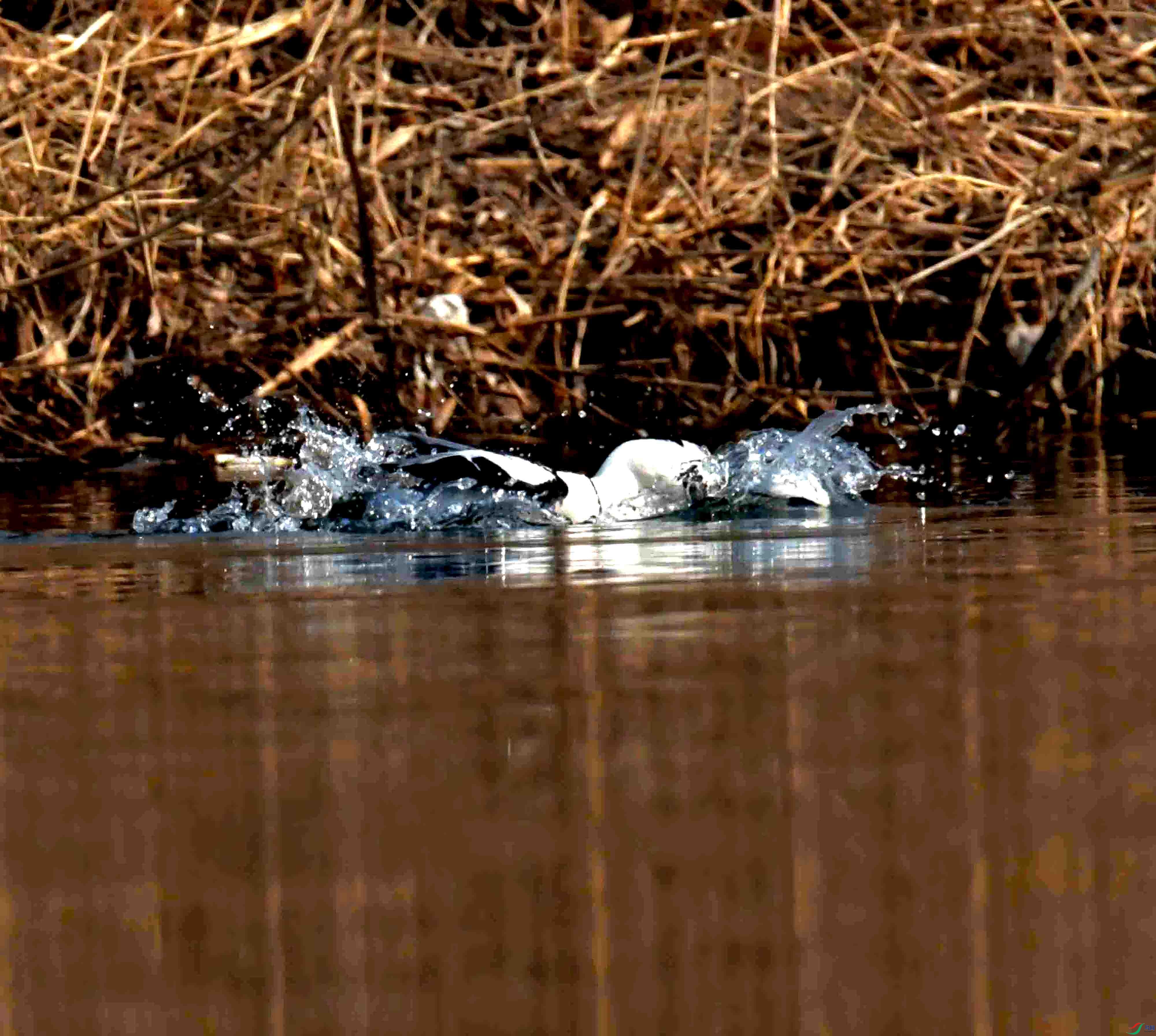 DSC_2989.JPG