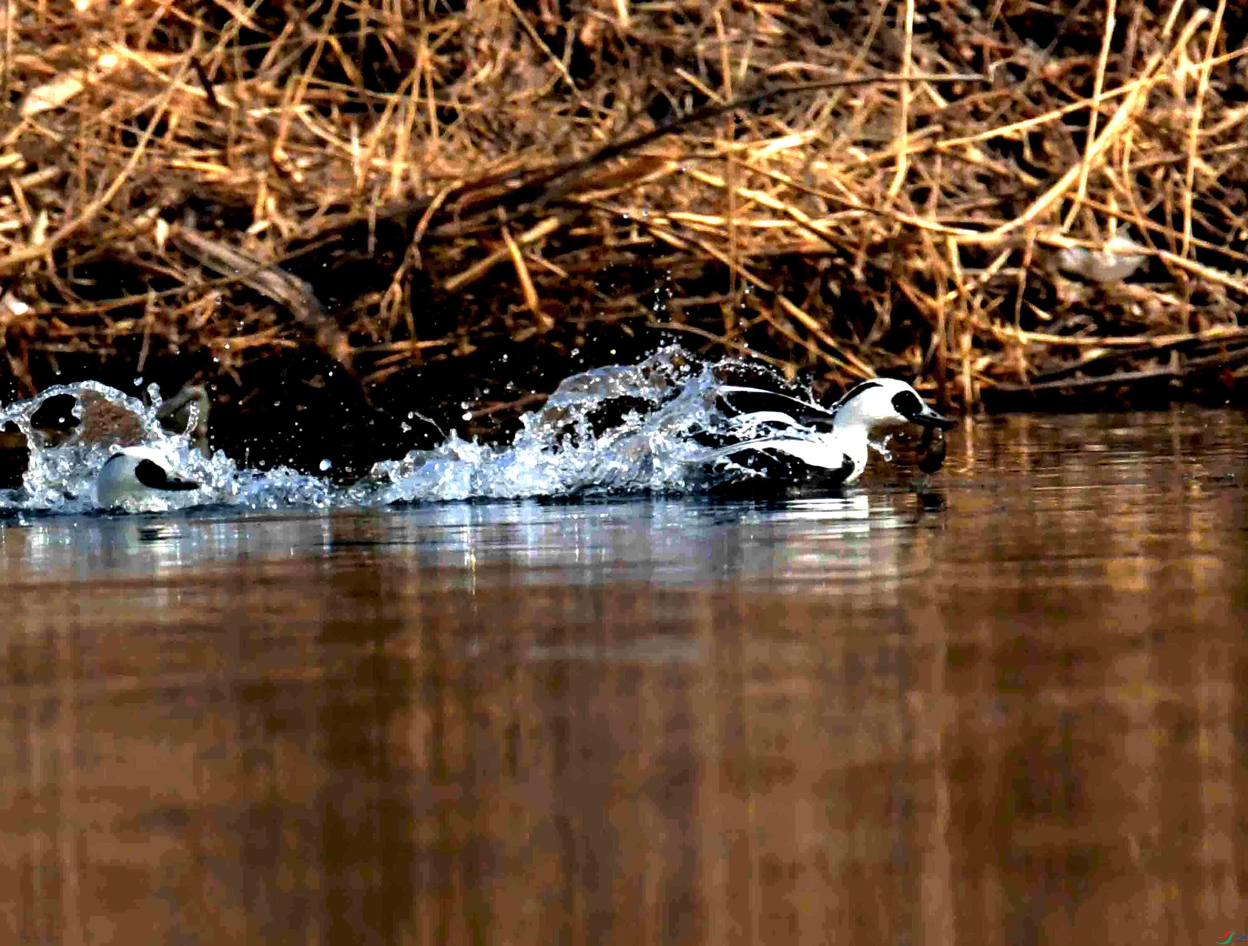 DSC_2992.JPG