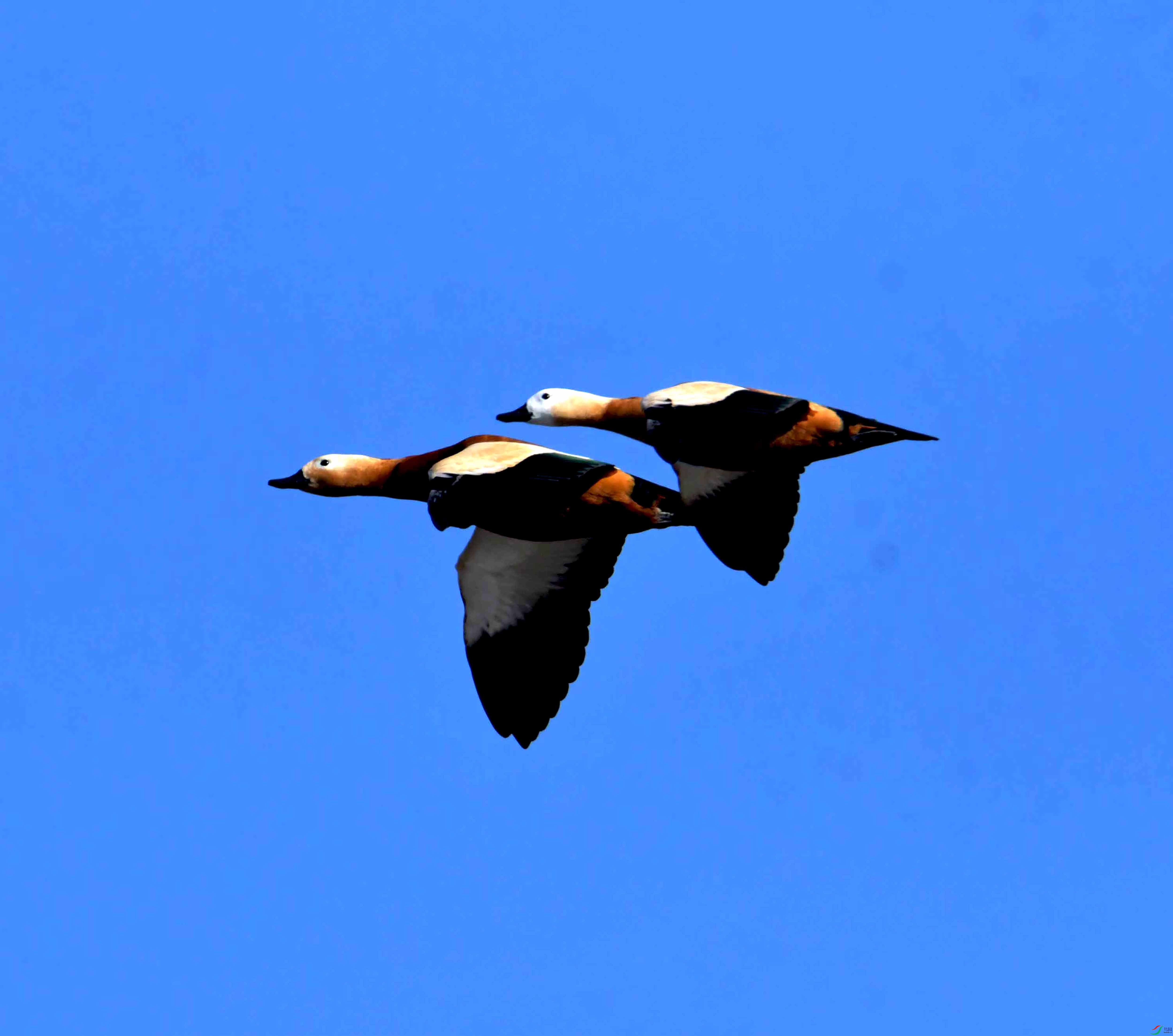 DSC_9215.JPG