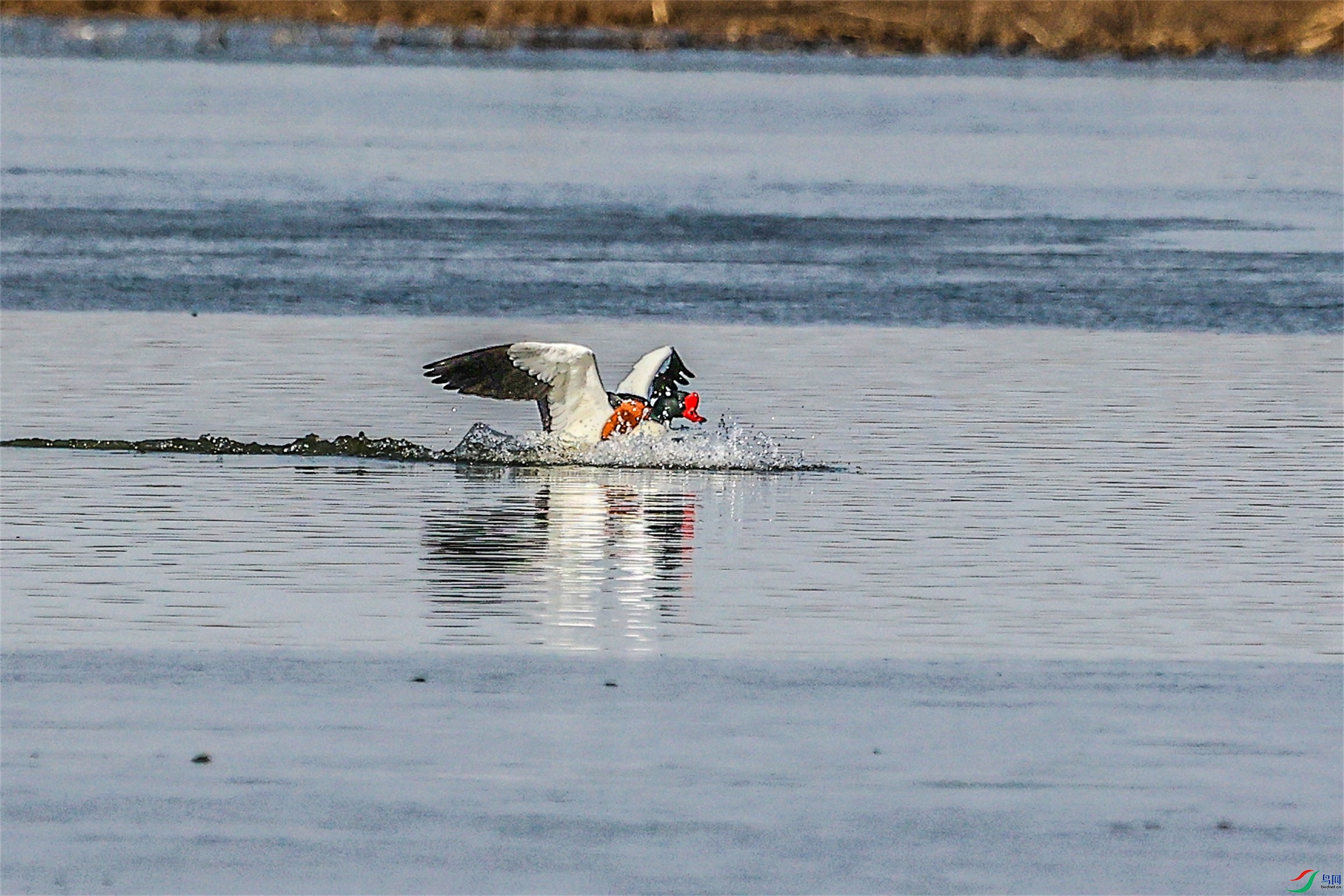 1K3A8935 ����1.jpg