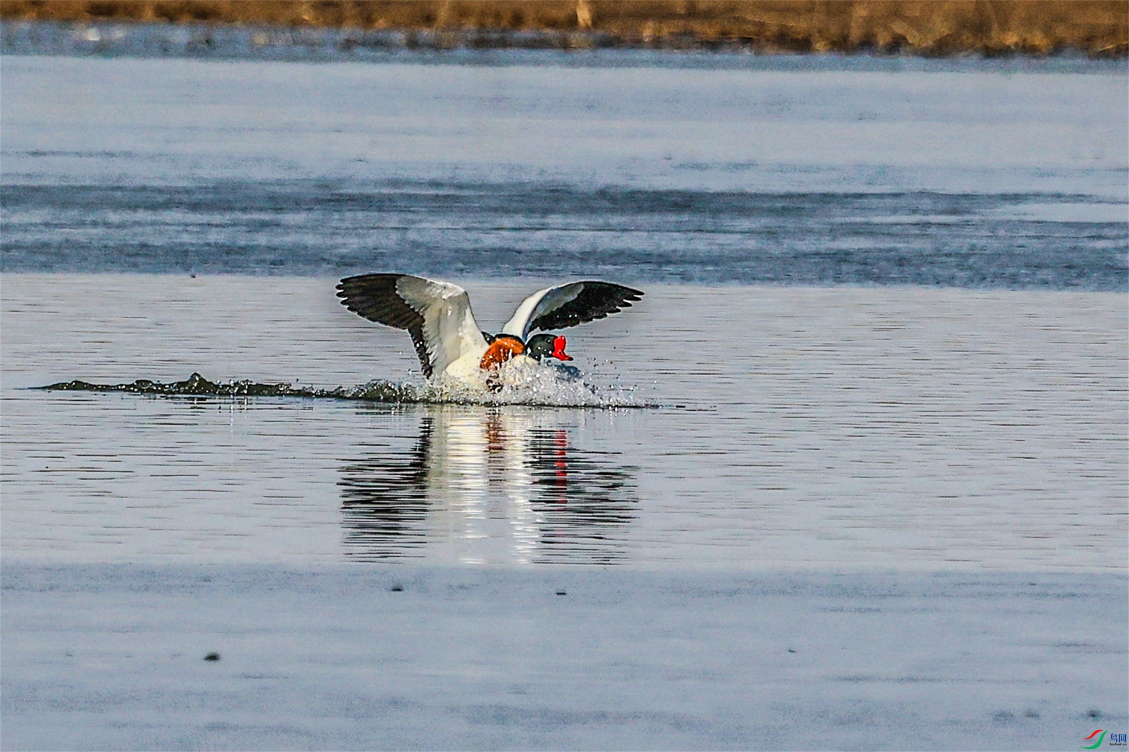 1K3A8933 ����1.jpg