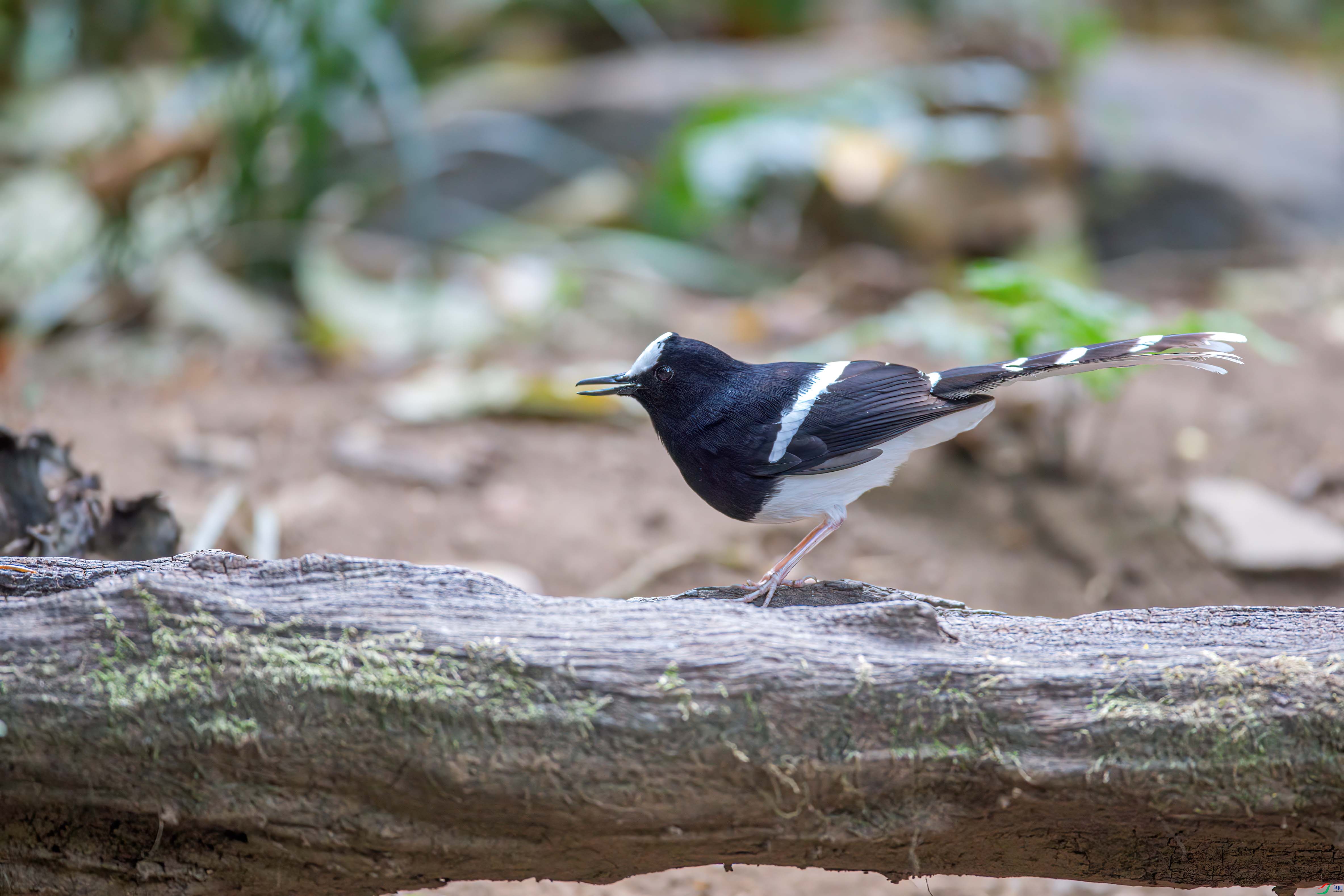 1DX_4619 ����.jpg