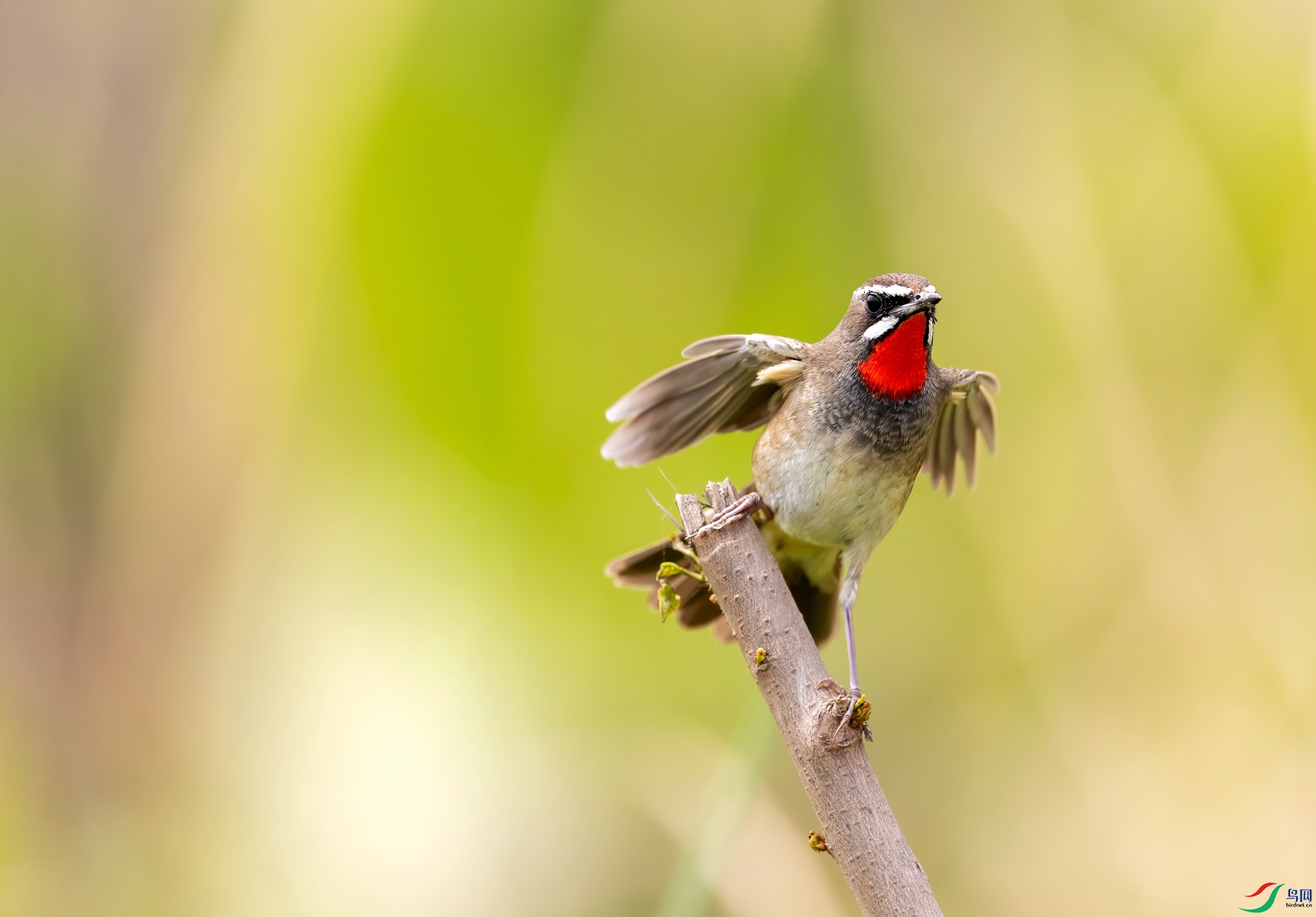 BF1I6262 ����_����.jpg