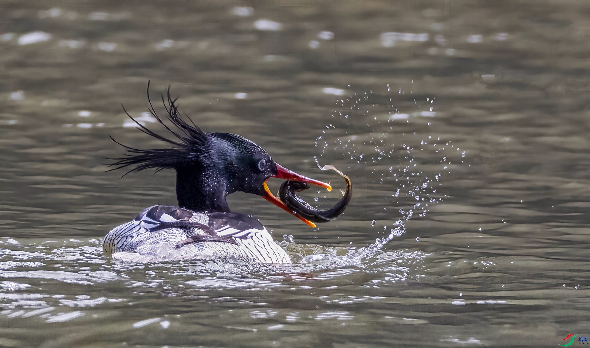 407A0268--00-D11  .jpg