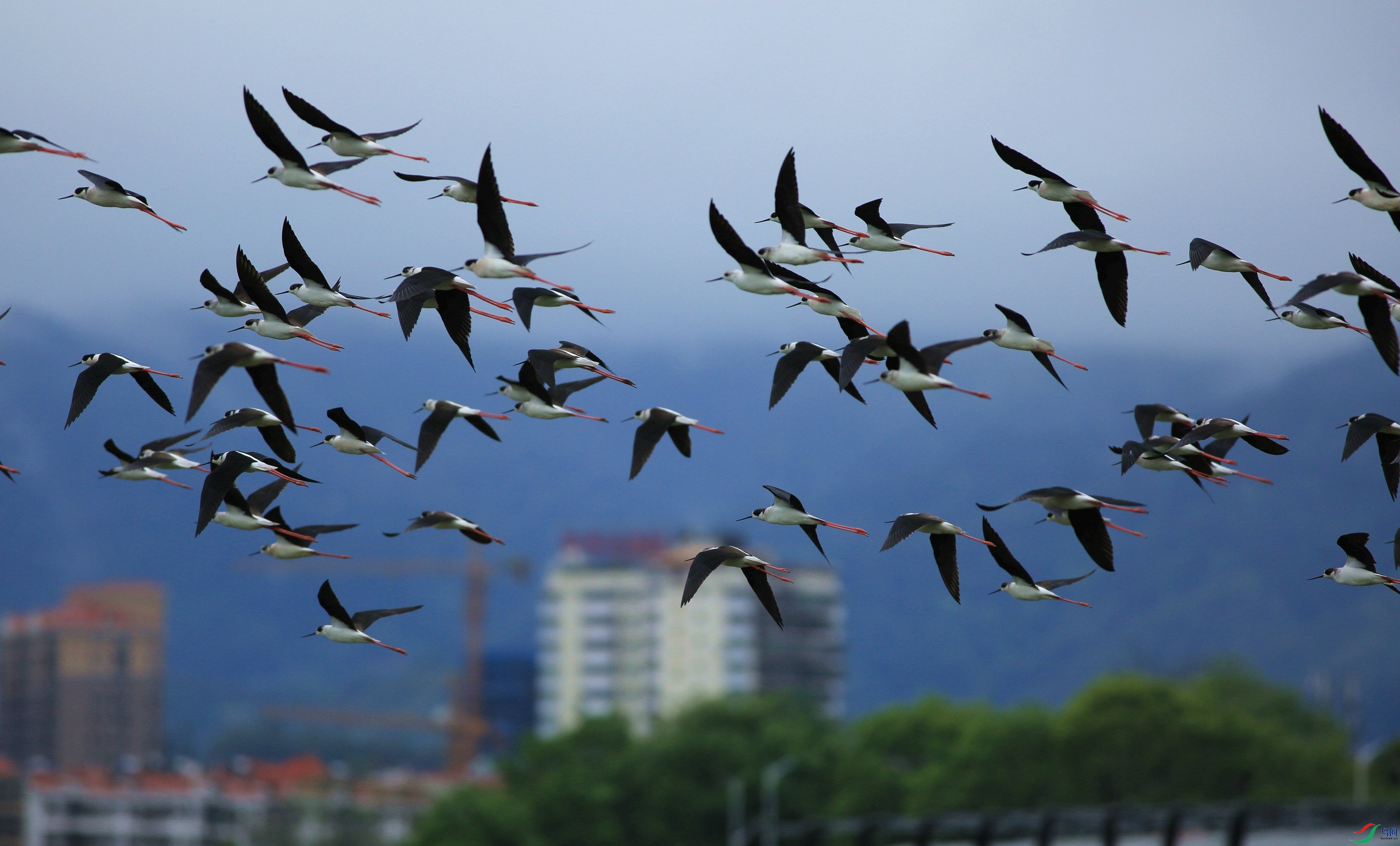 IMG_0122-02mm.jpg