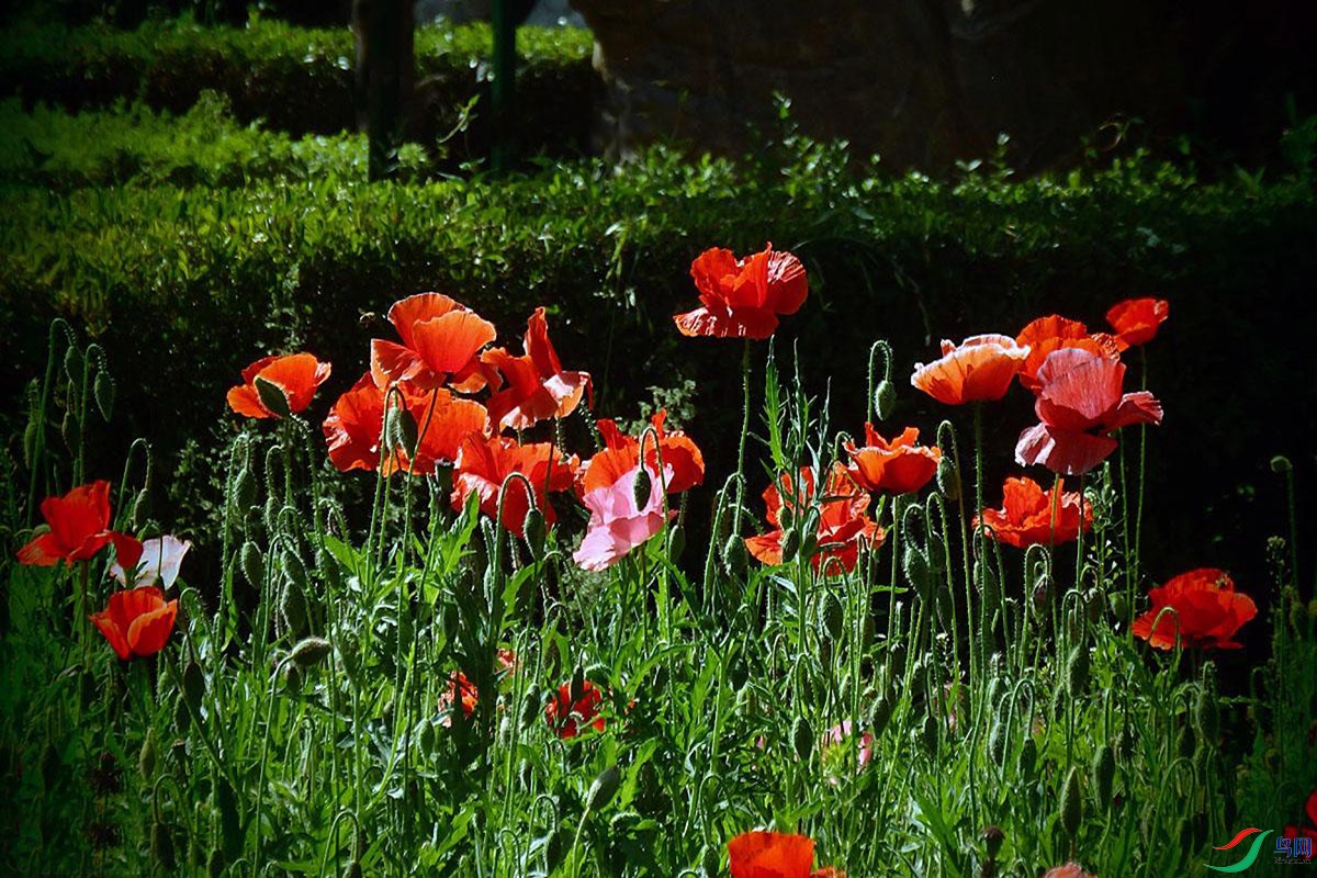 IMG_2263.jpg