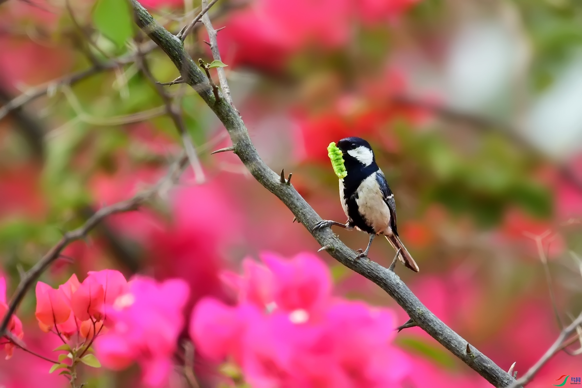 DSC_2682.jpg