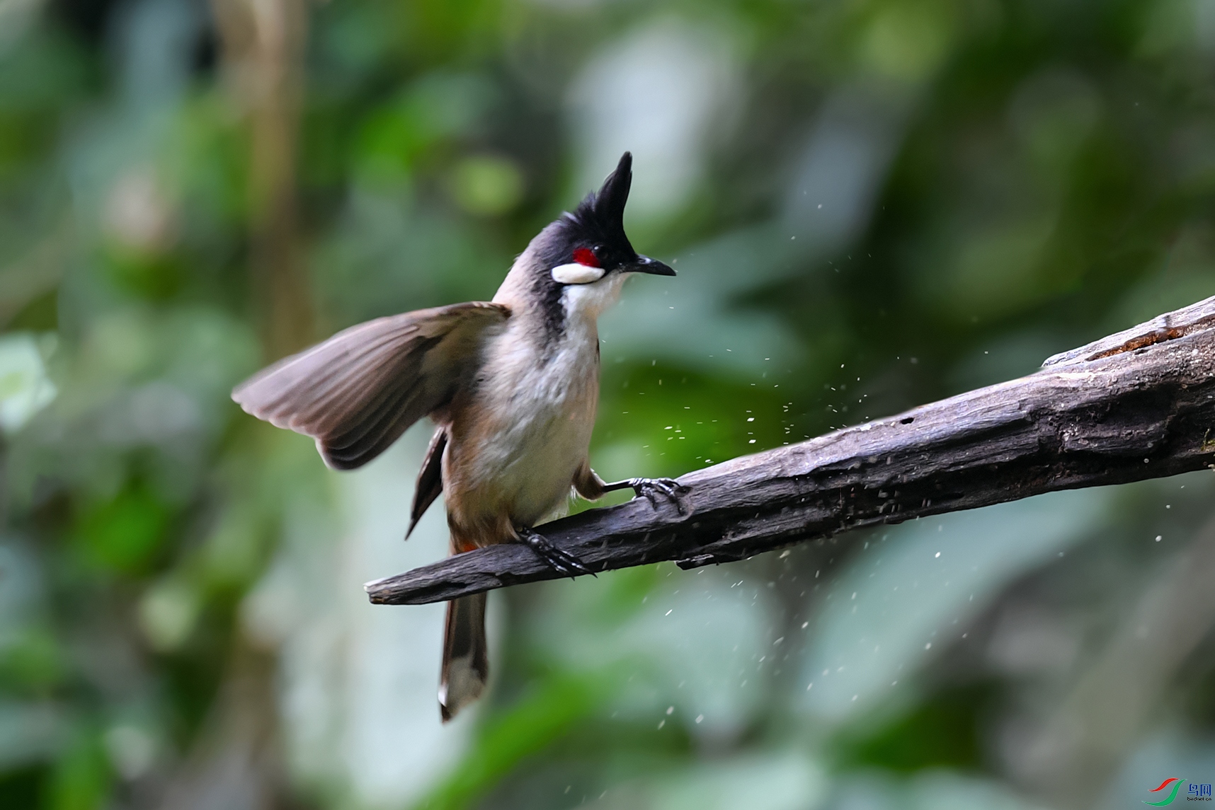 DSC_1824aaa.jpg