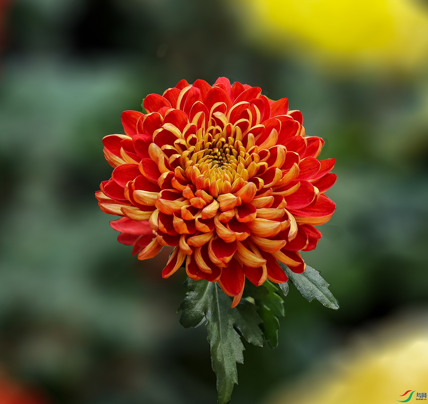 00136583A0013 ������1000k.jpg