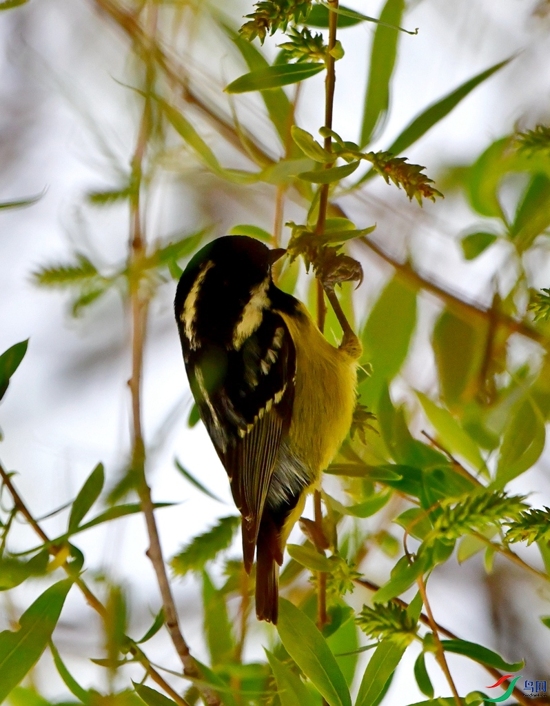 DSC_1685.jpg