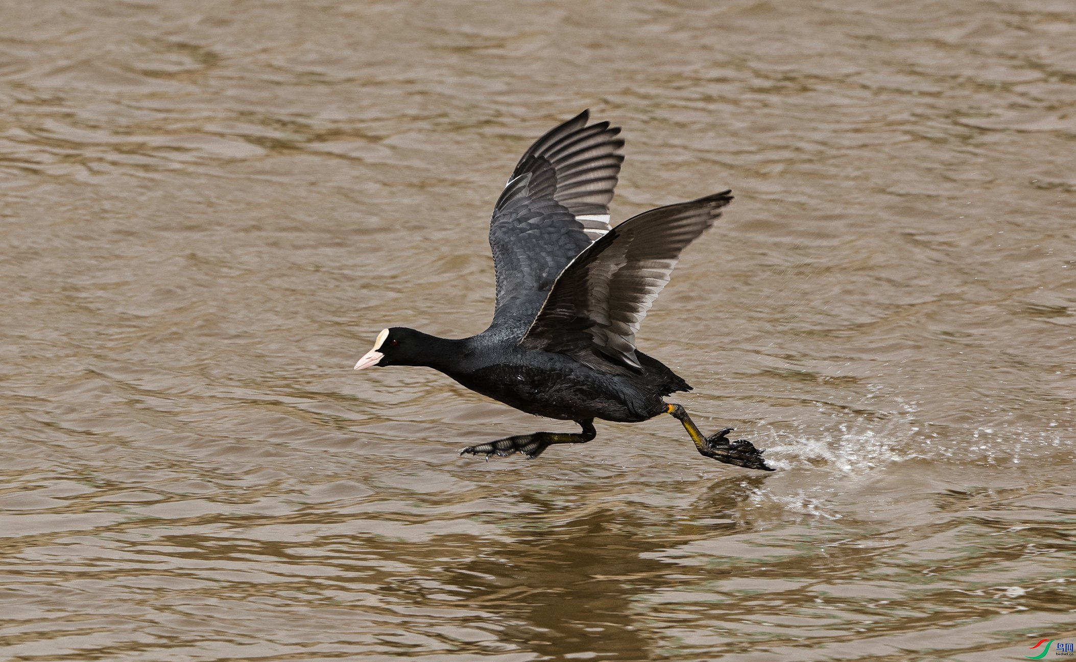 7X5A3696 - ����_����.jpg