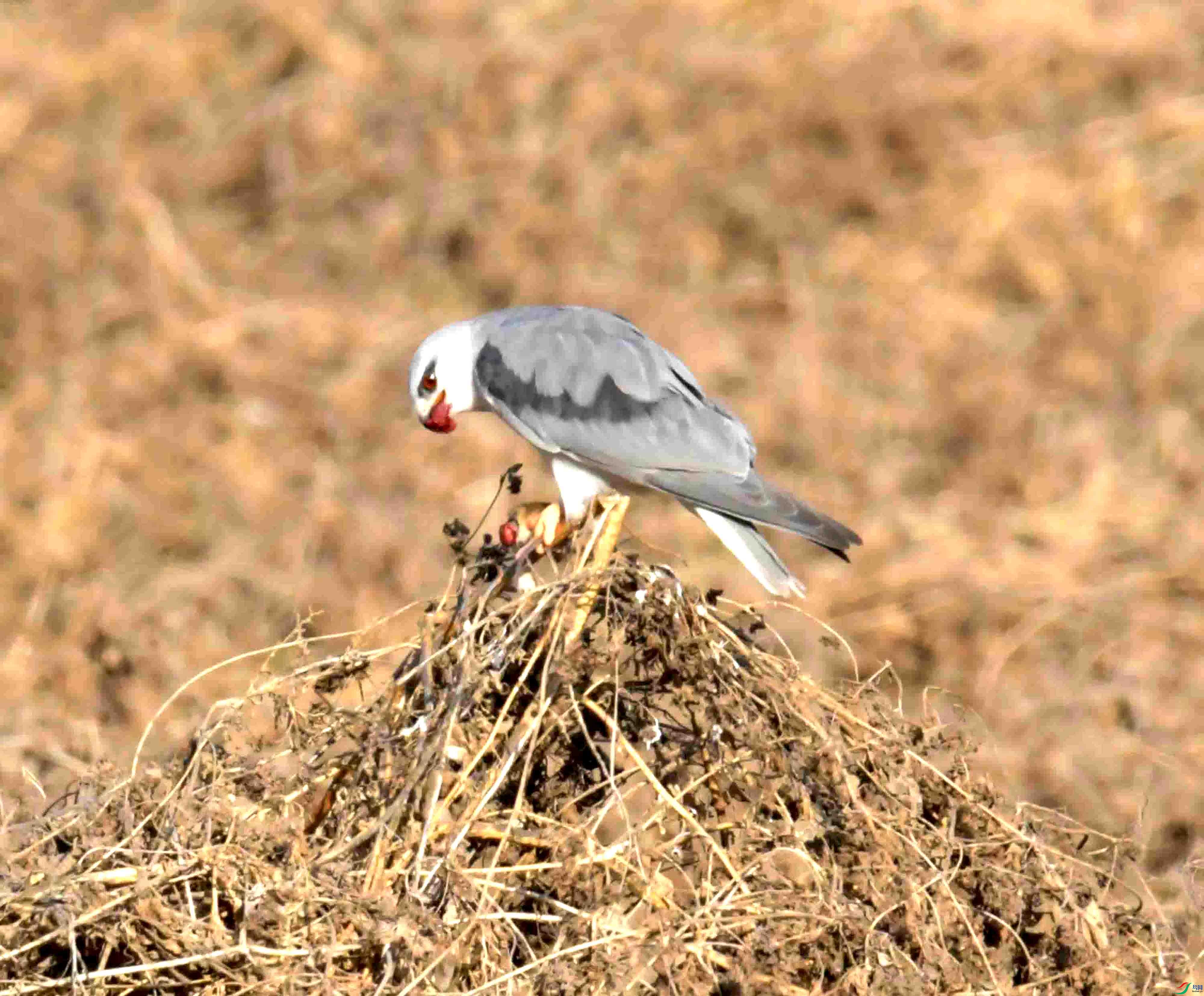 DSC_0338.JPG