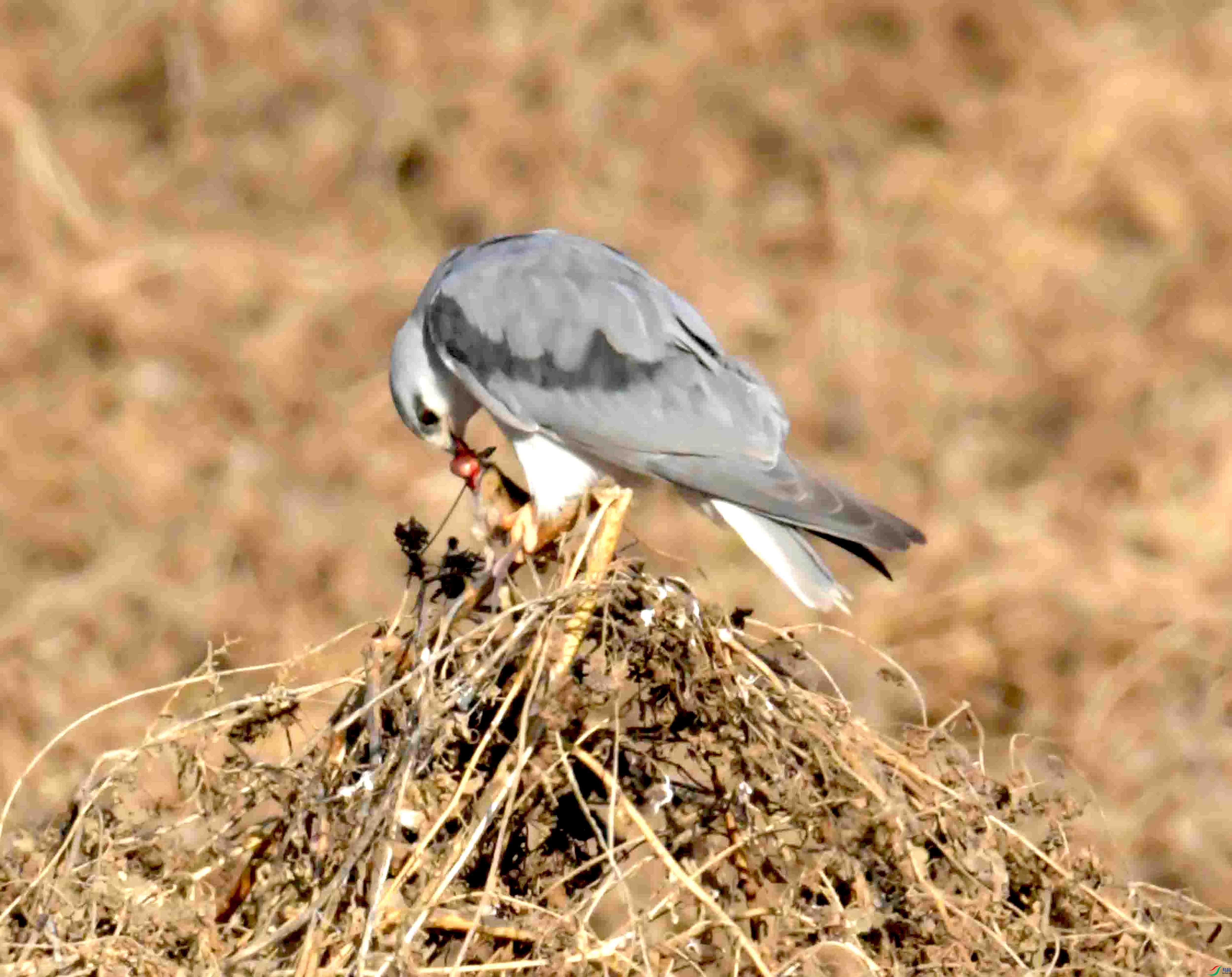 DSC_0343.JPG