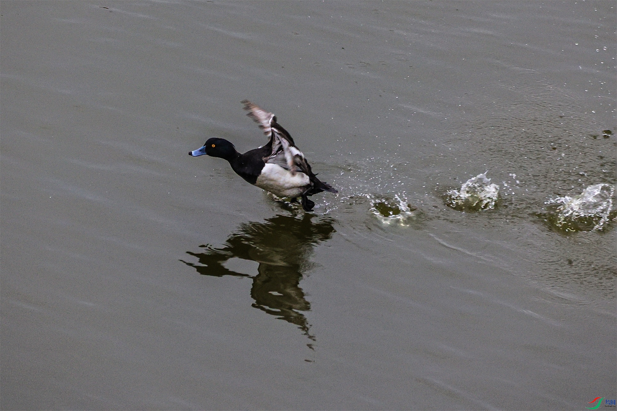 1K3A8251 ����1.jpg