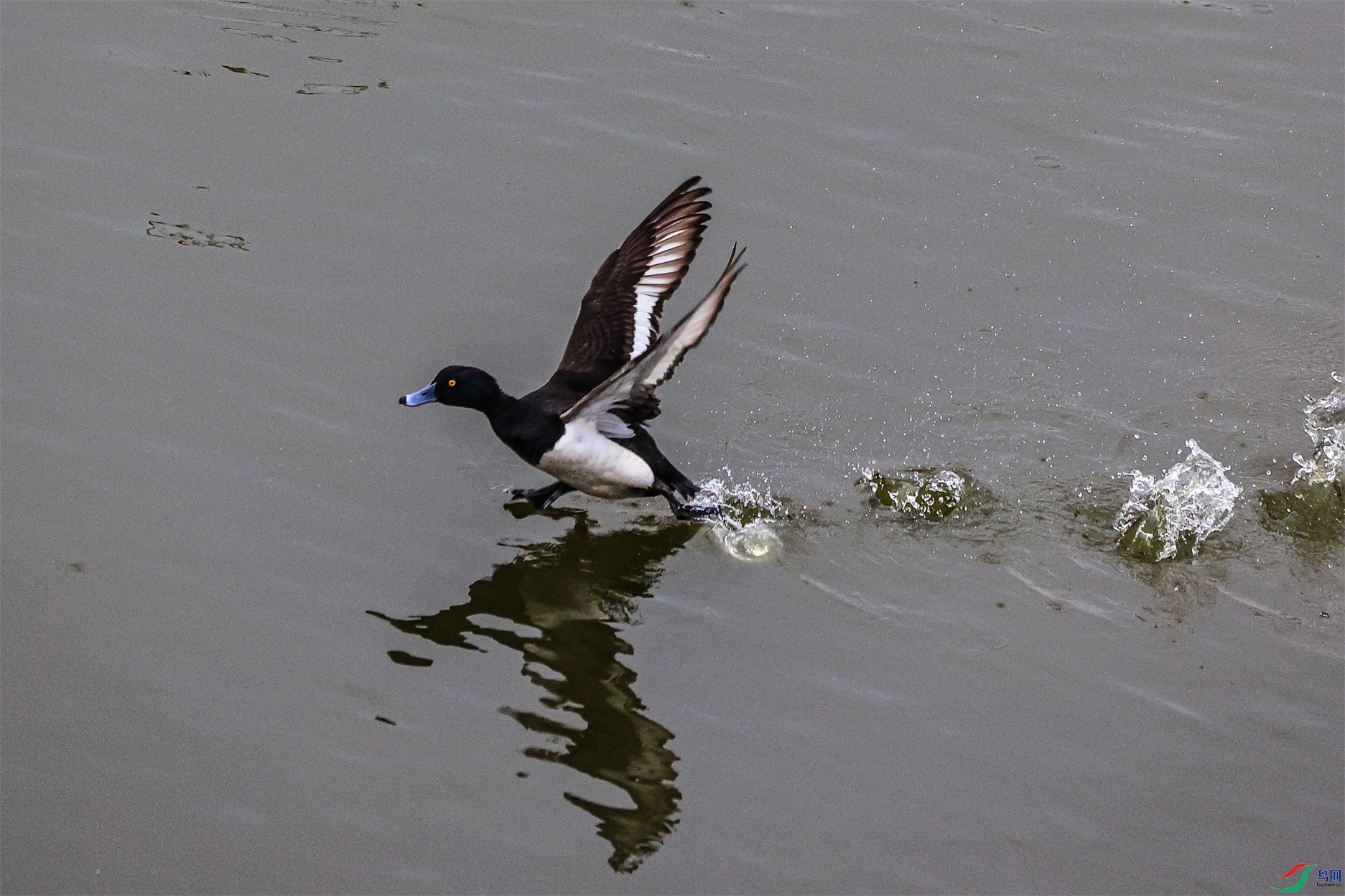 1K3A8253 ����1.jpg