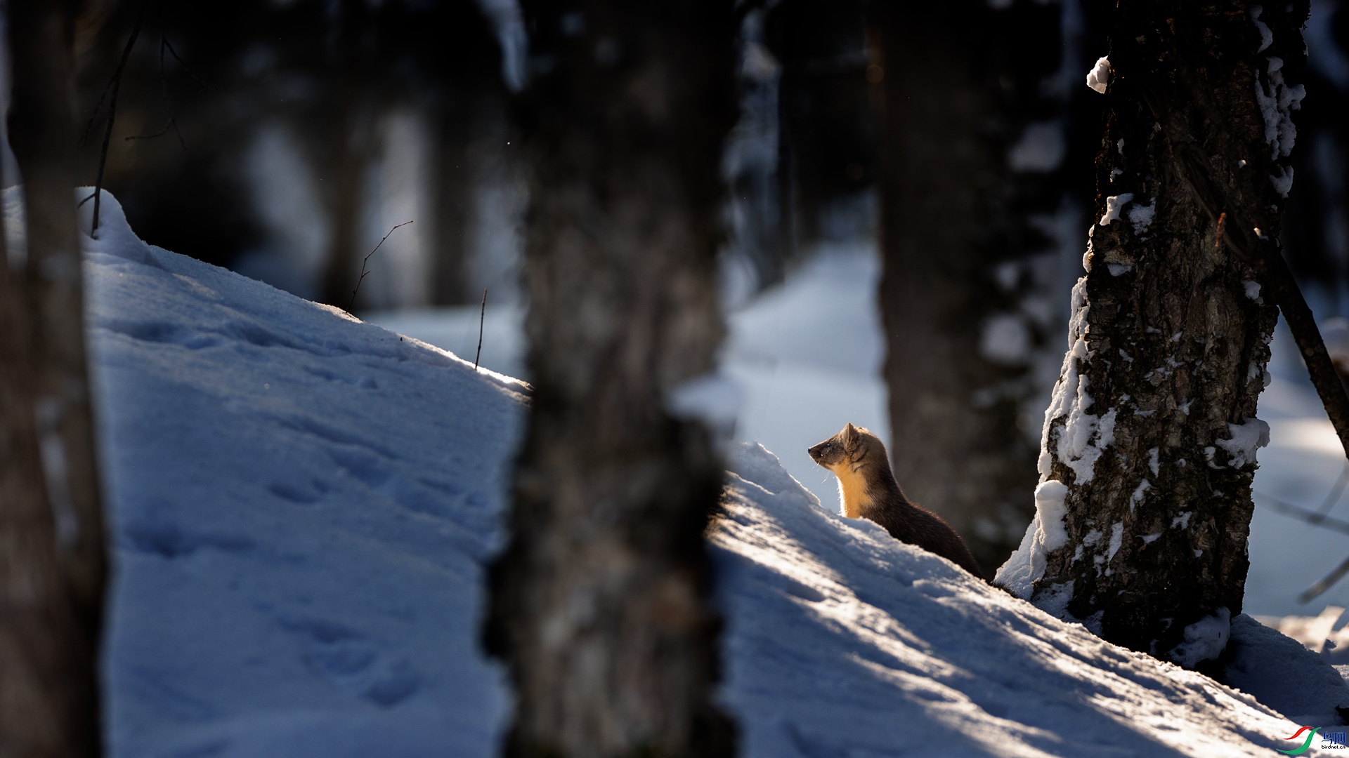 �ֺ�ѩԭ��ľ���