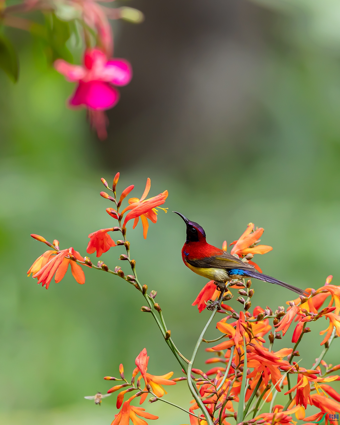 ����̫����