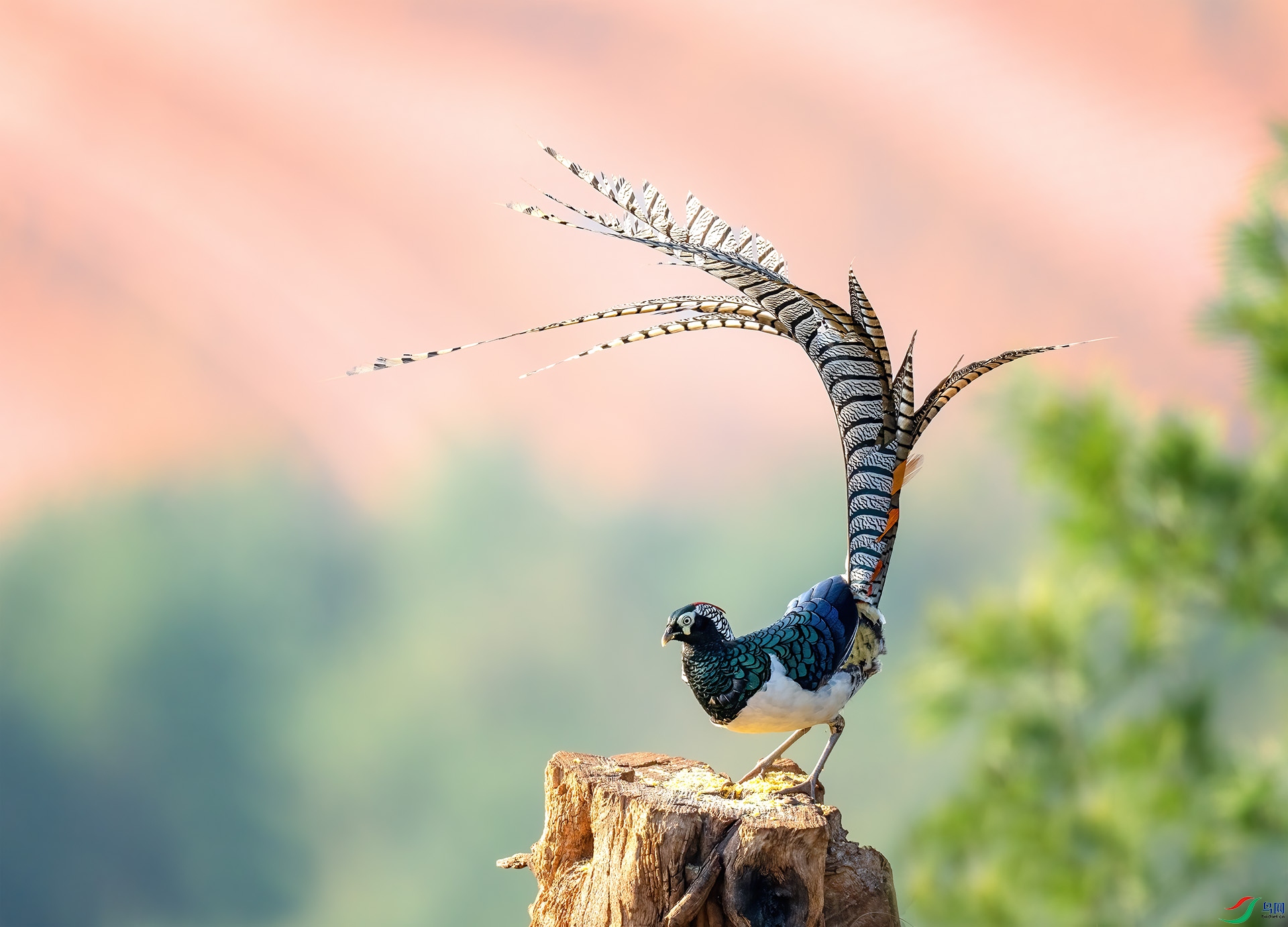 �׸�����