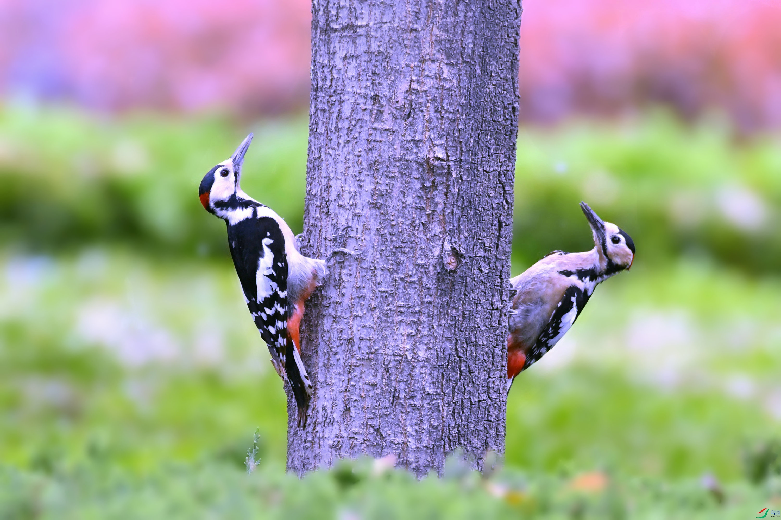 DSC_0296.JPG