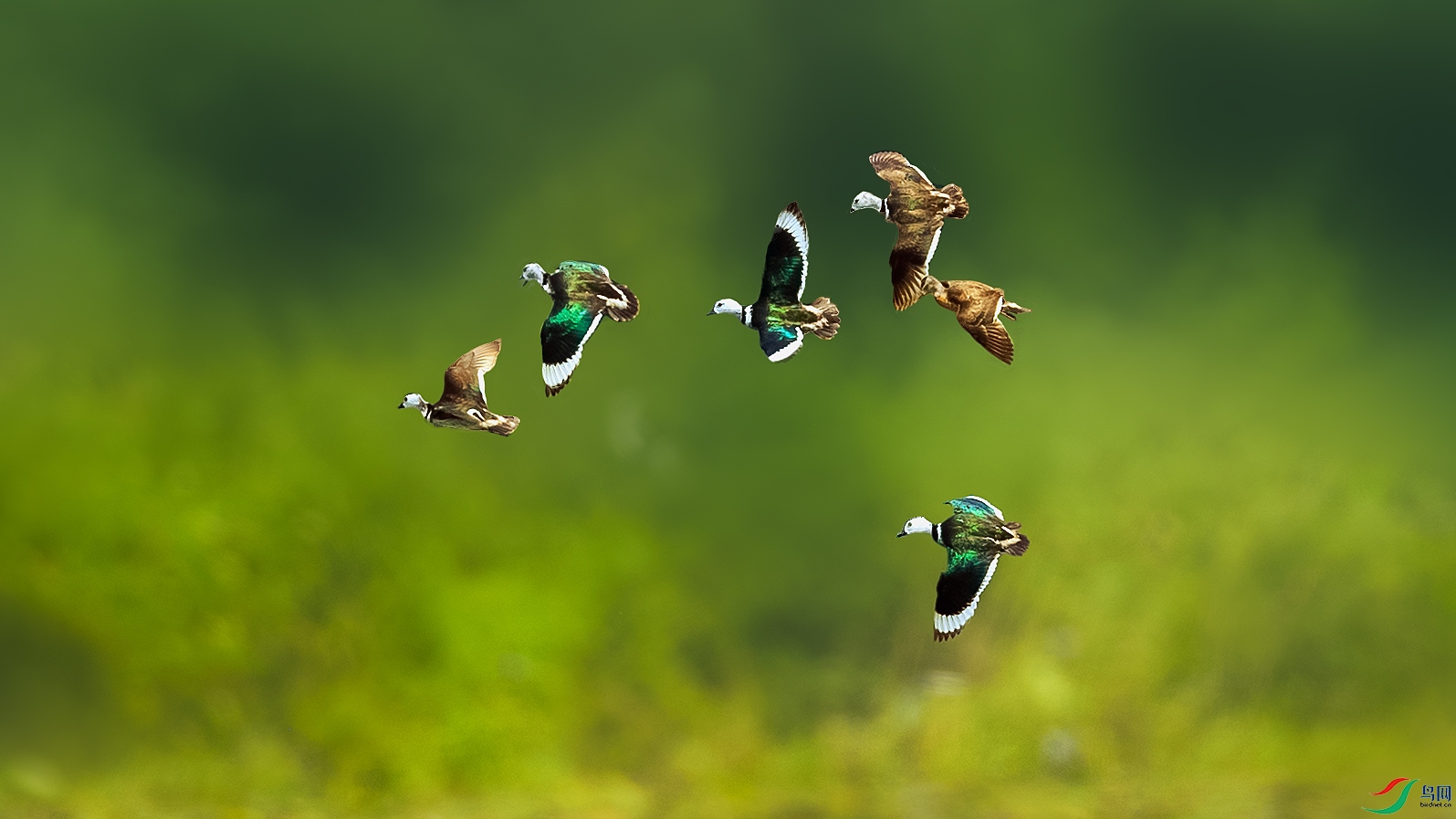 ��л��ʦ����ָ����