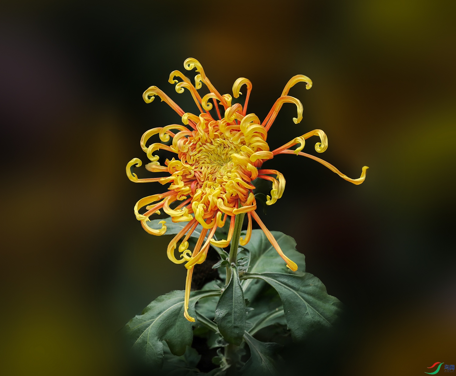 00138583A0015 ����צ1000k.jpg