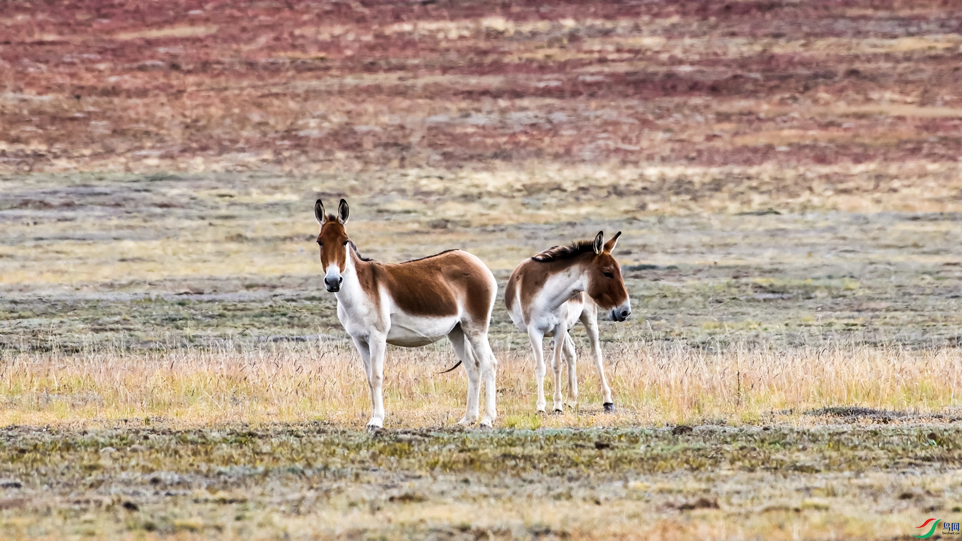 _DSC2164_����.jpg