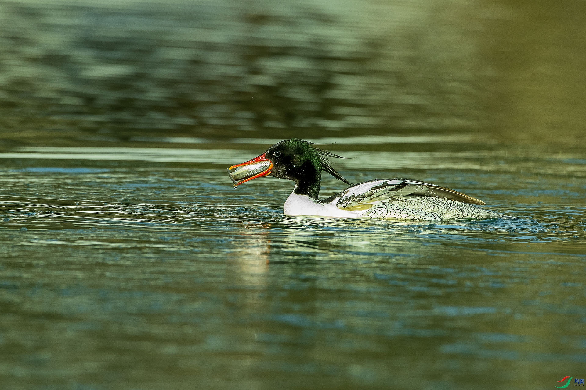 CD0I3698 ����2.jpg