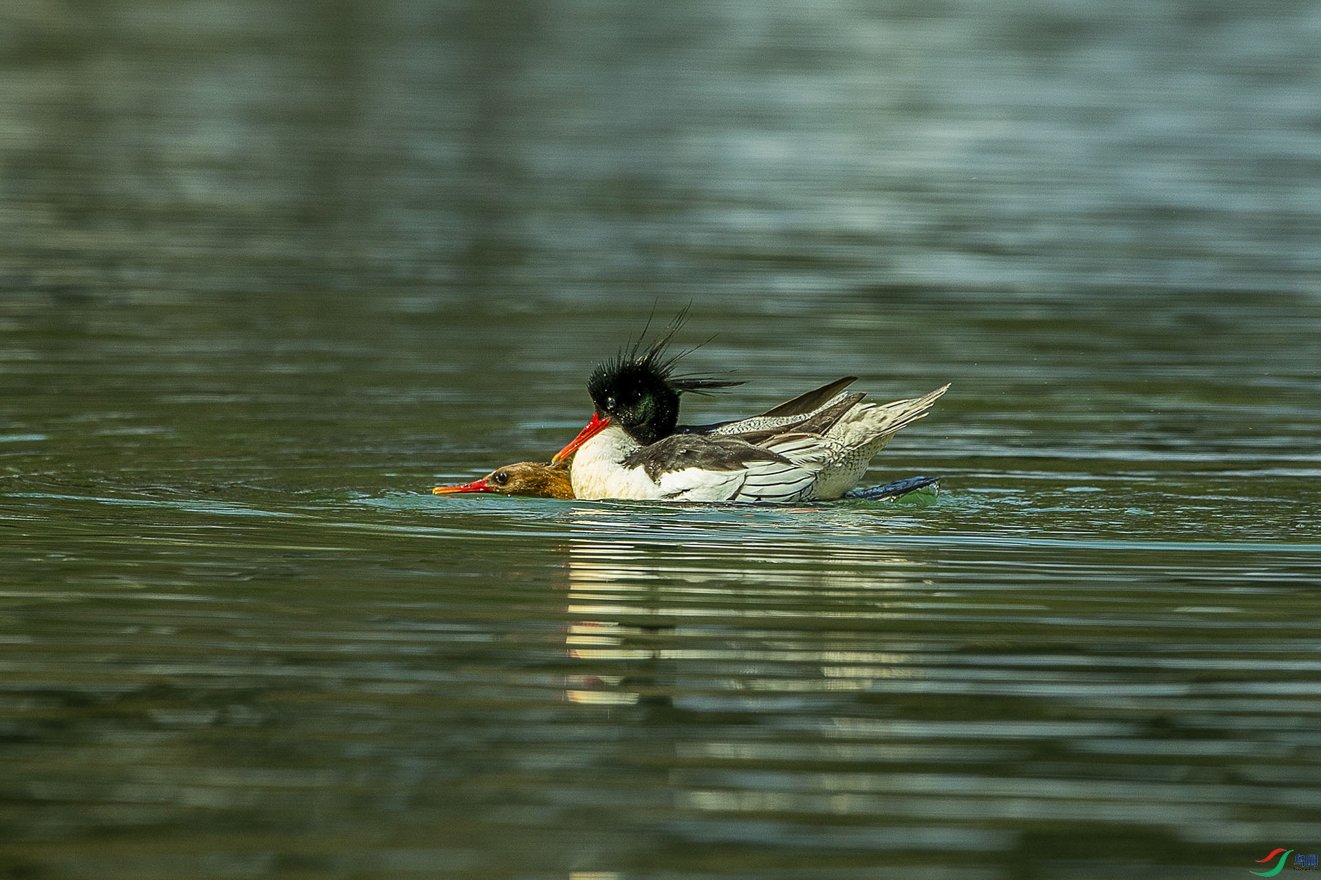 CD0I4562 ����2.jpg