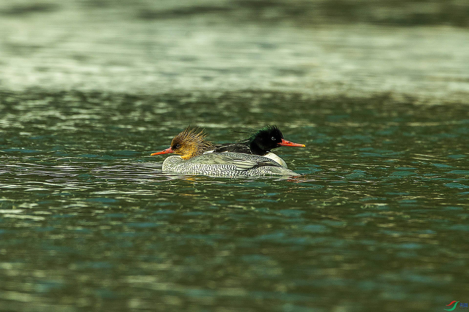 CD0I4122 ����2.jpg