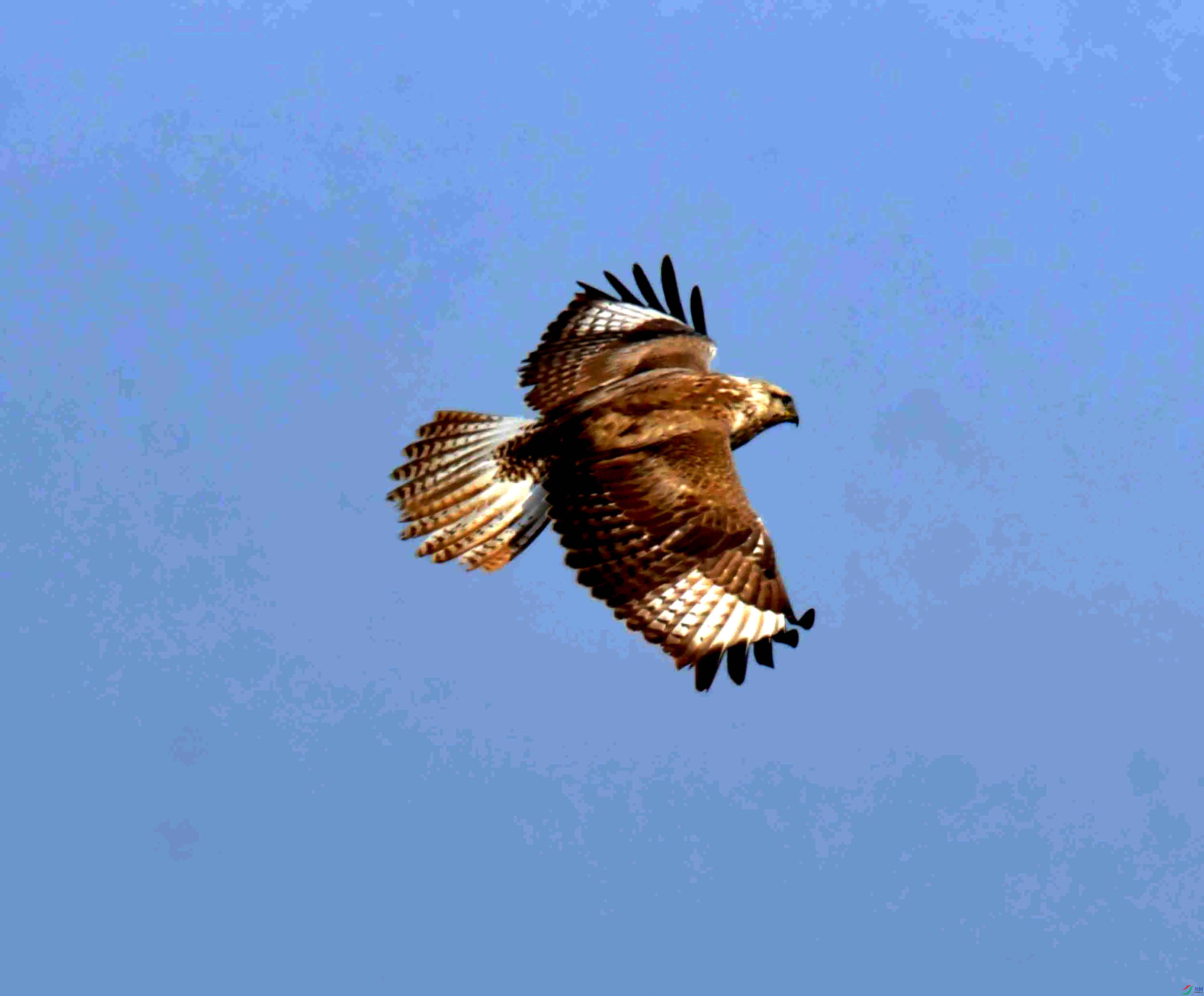 DSC_0519.JPG