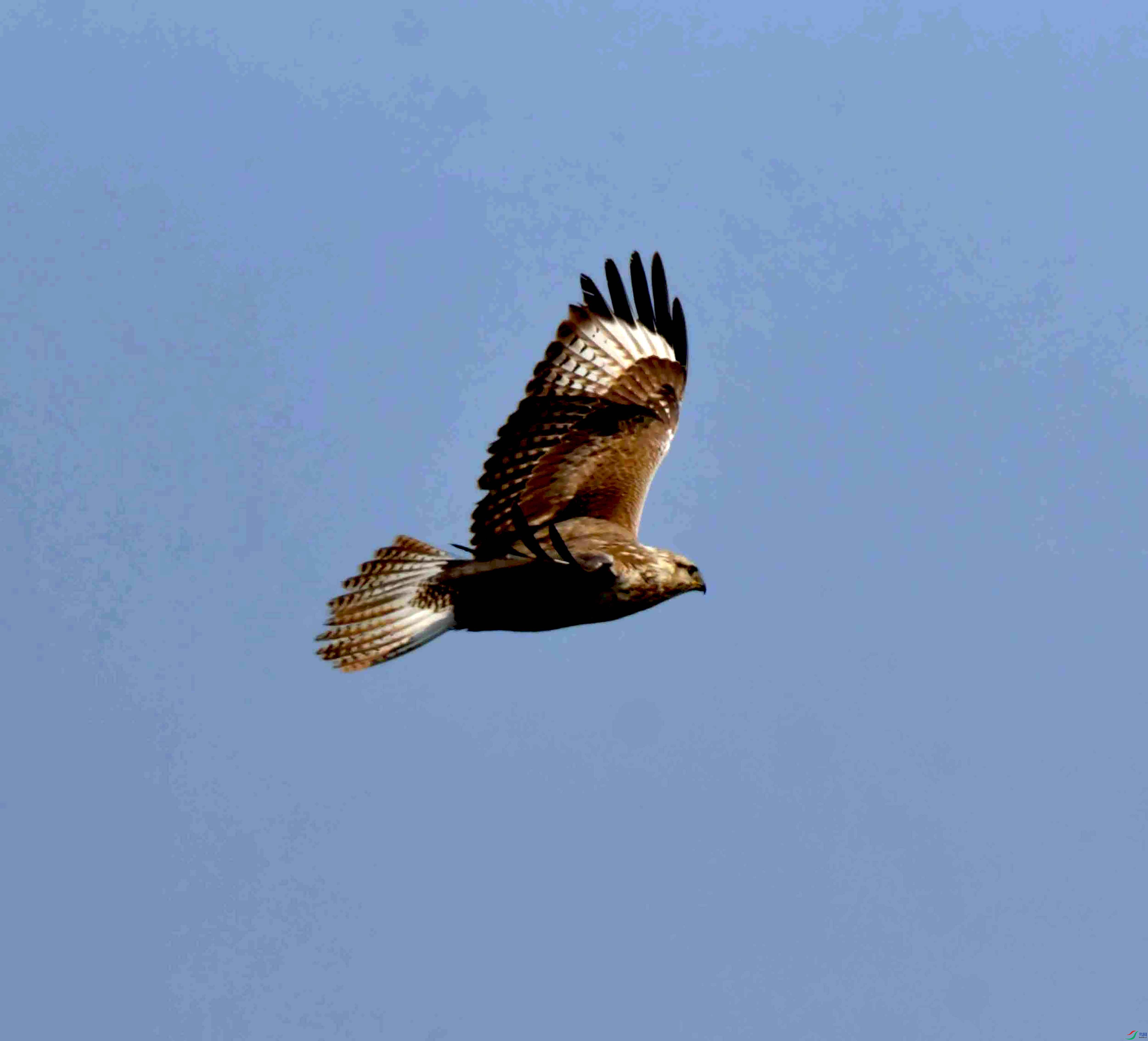 DSC_0521.JPG