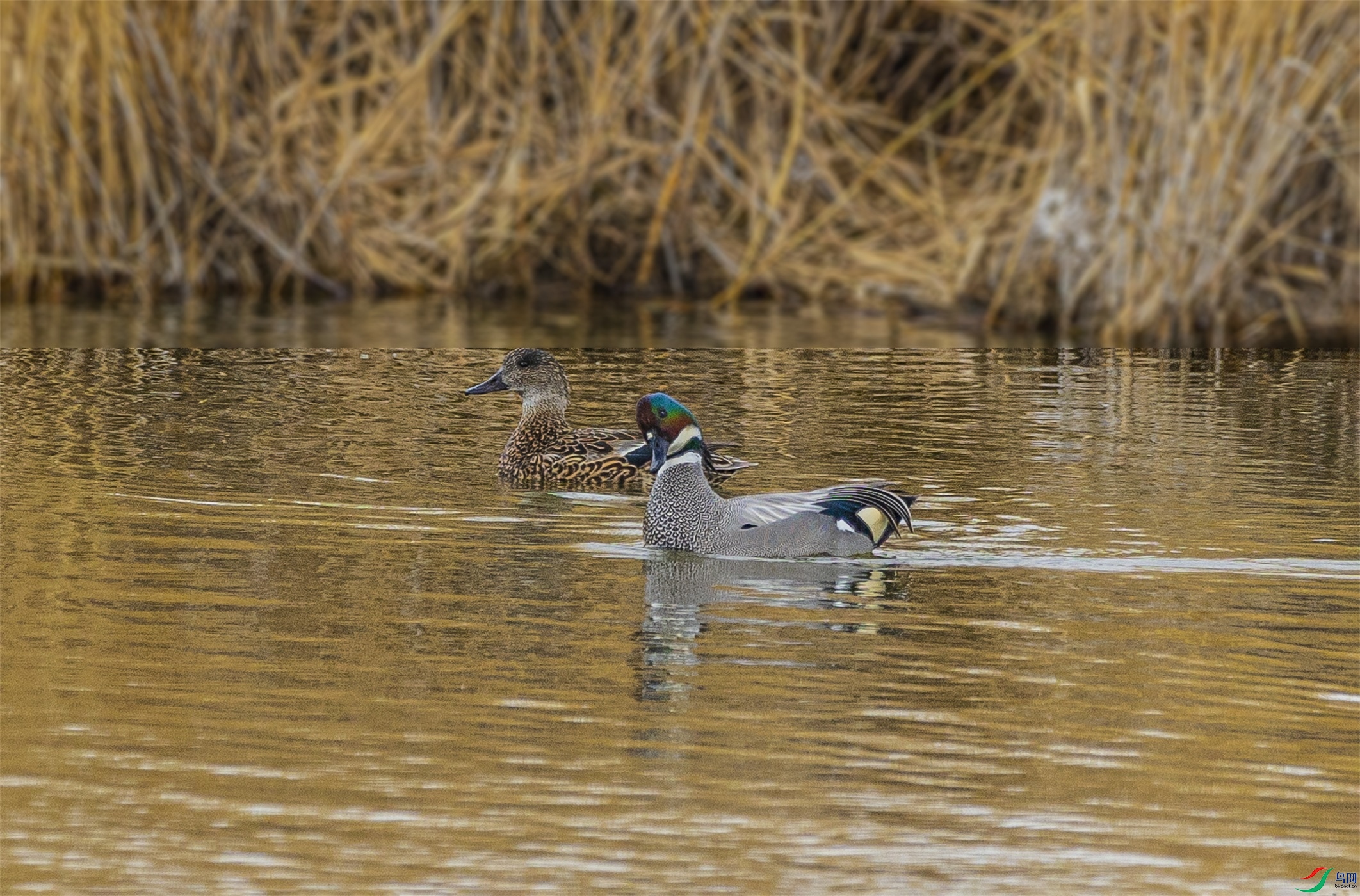 1K3A9618 ����1.jpg