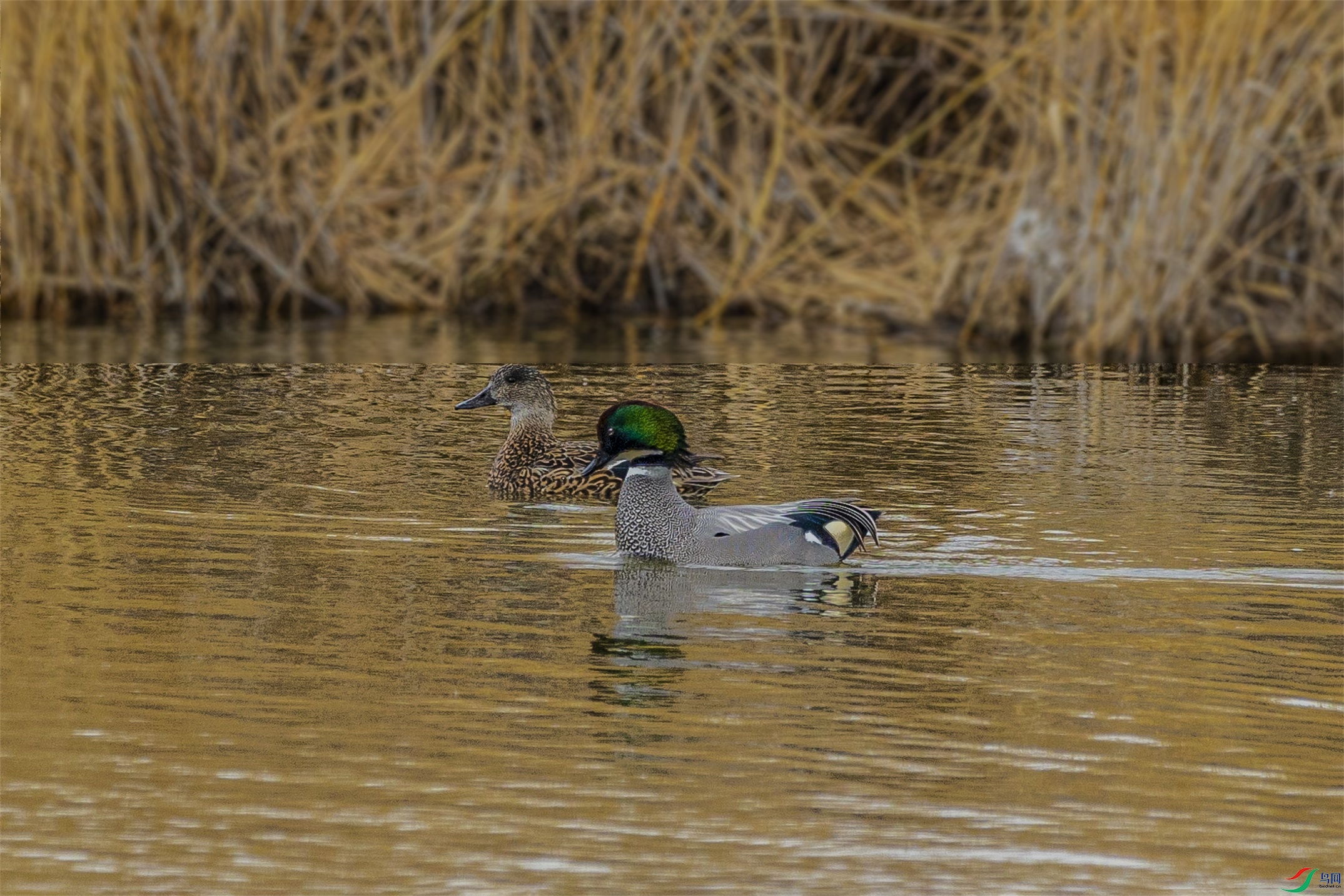 1K3A9619 ����1.jpg