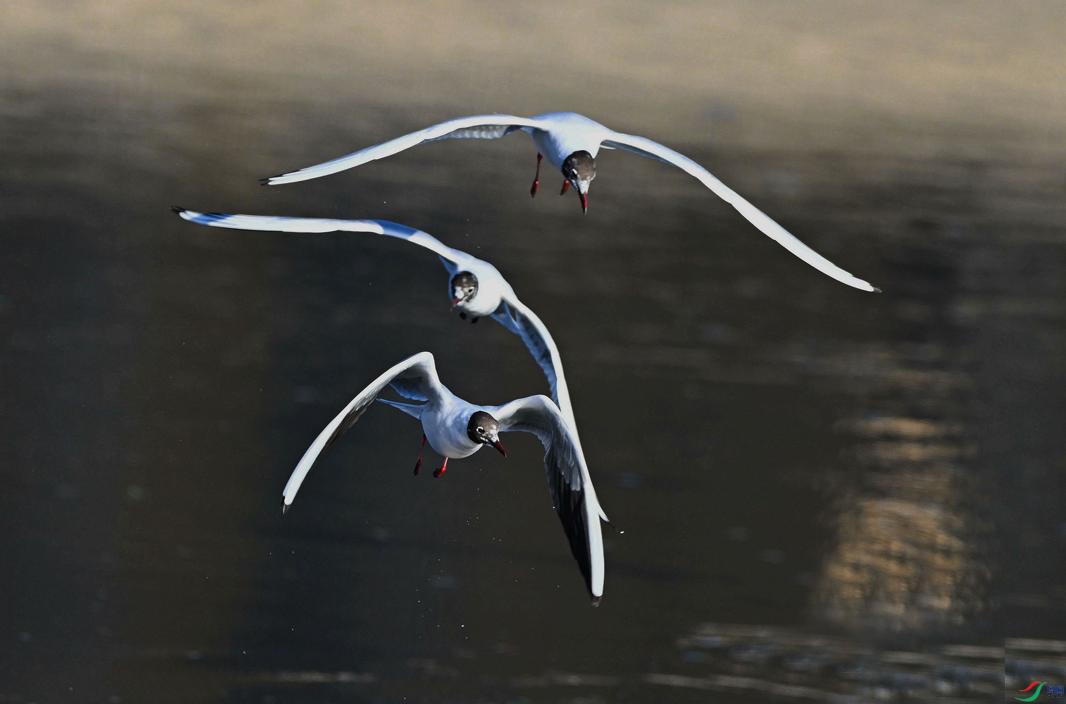 �橶�����