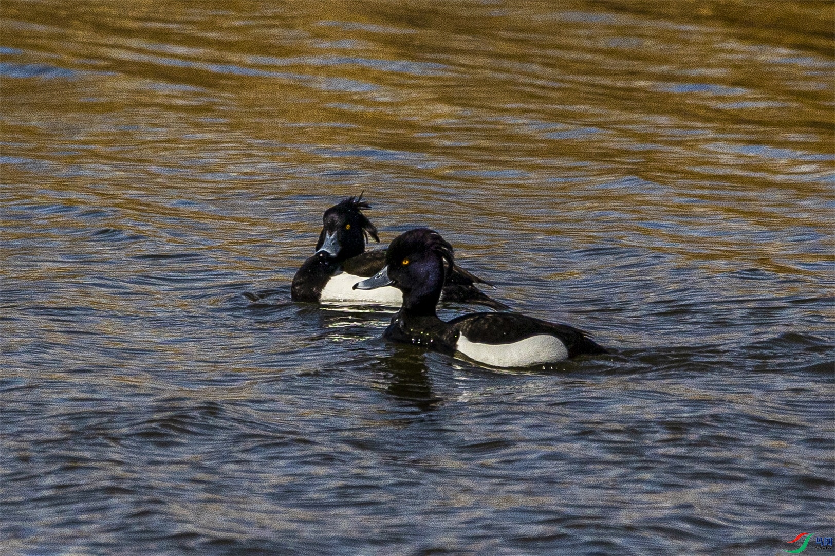 1K3A0250 ����1.jpg