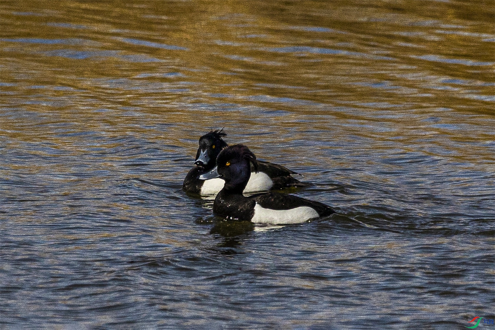 1K3A0253 ����1.jpg